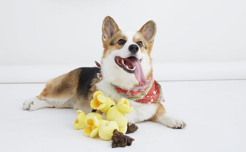 Pet Supplies