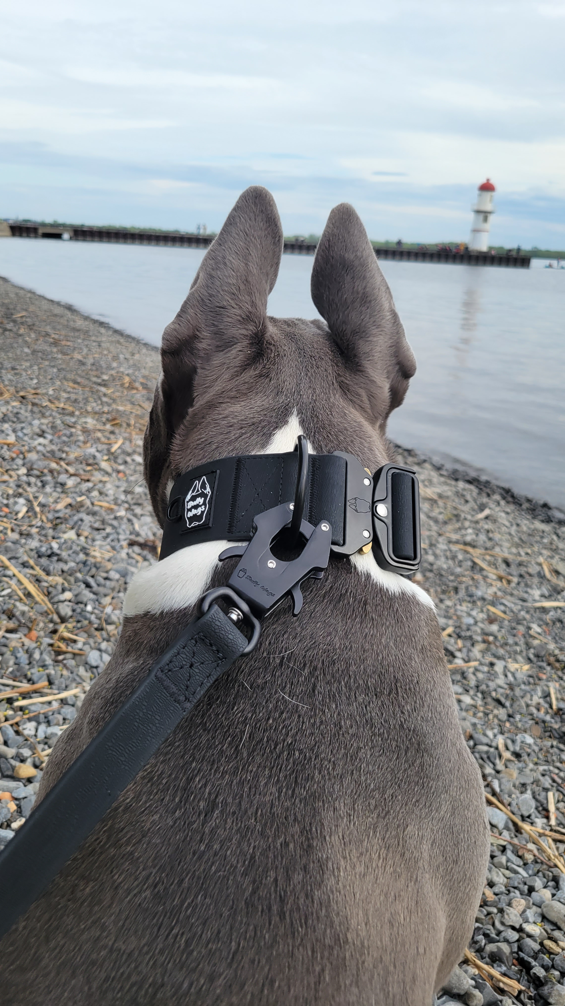 Collier pour chien en PVC imperméable de 2 pouces 2.0