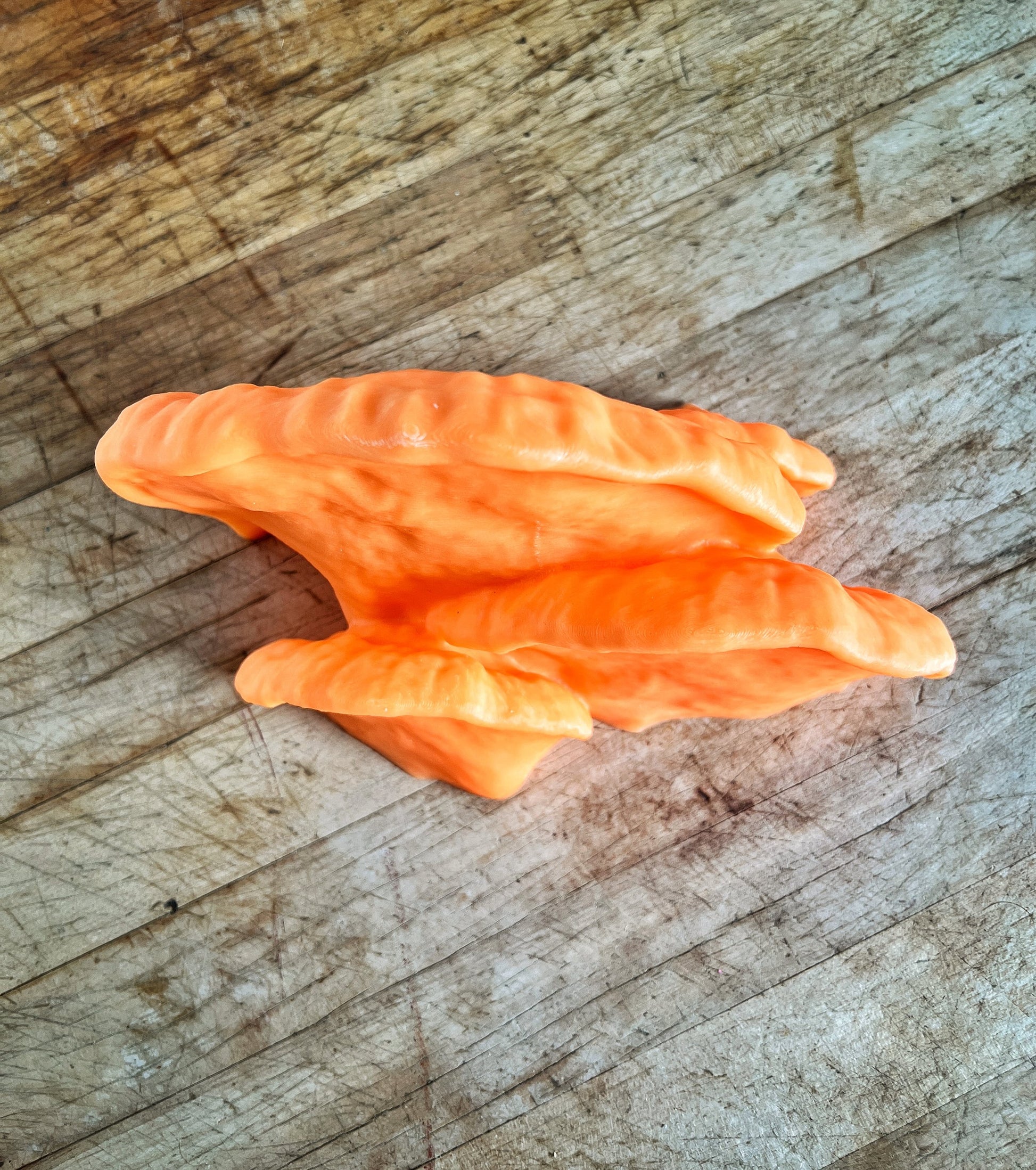 Grande étagère à champignons singuliers Pinicula