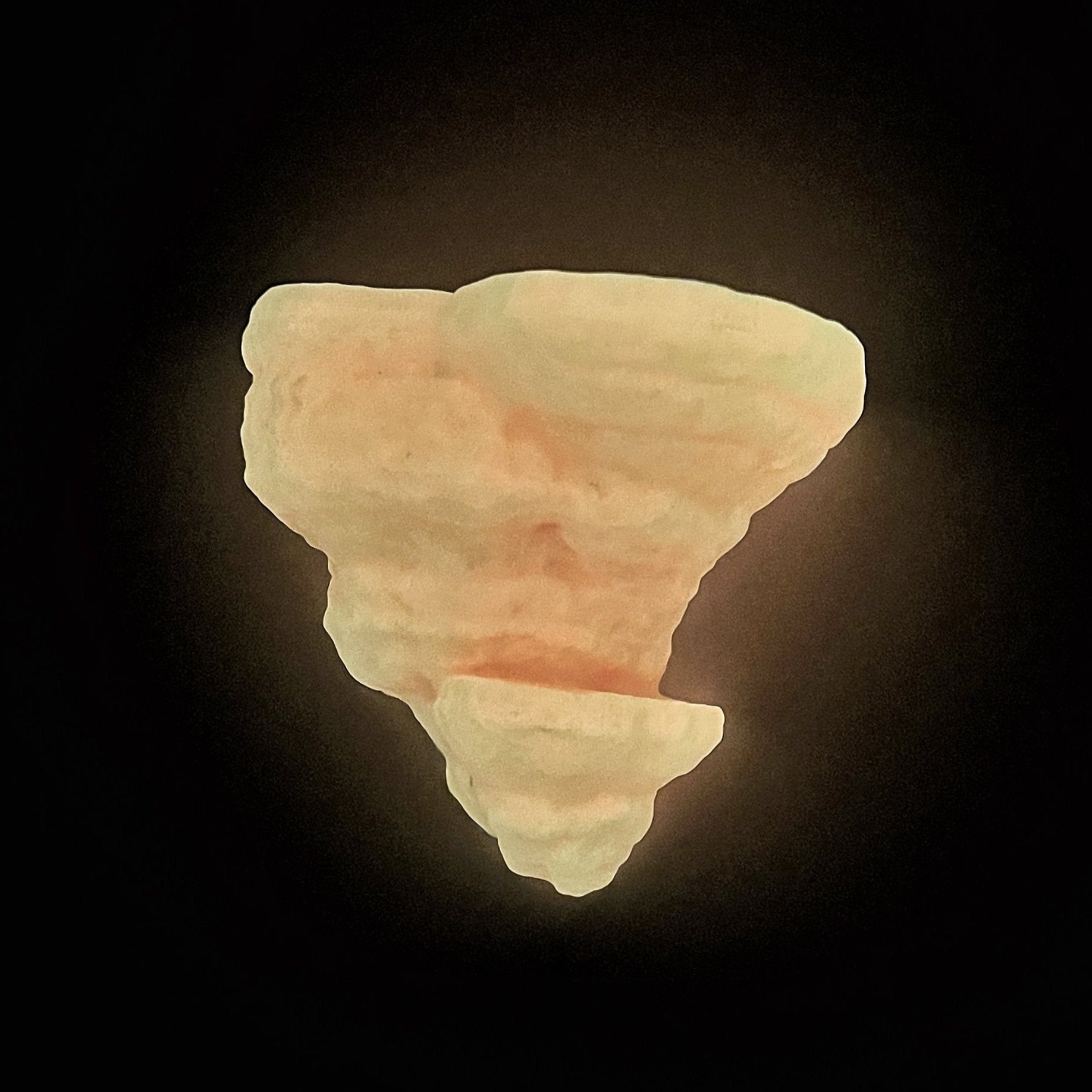 Champignon Fomentarius (champignon du sabot) Étagère à champignons, Étagères à champignons phosphorescentes, Étagère à champignons