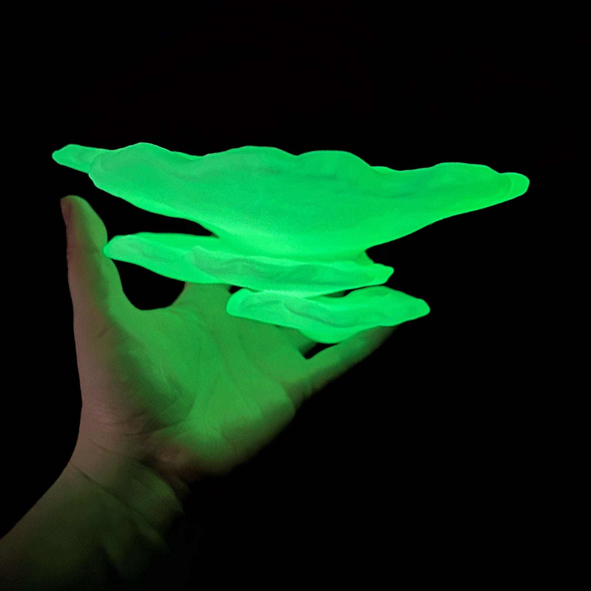 Étagère à champignons phosphorescente Gibbosa Fungus, jolie décoration cottagecore