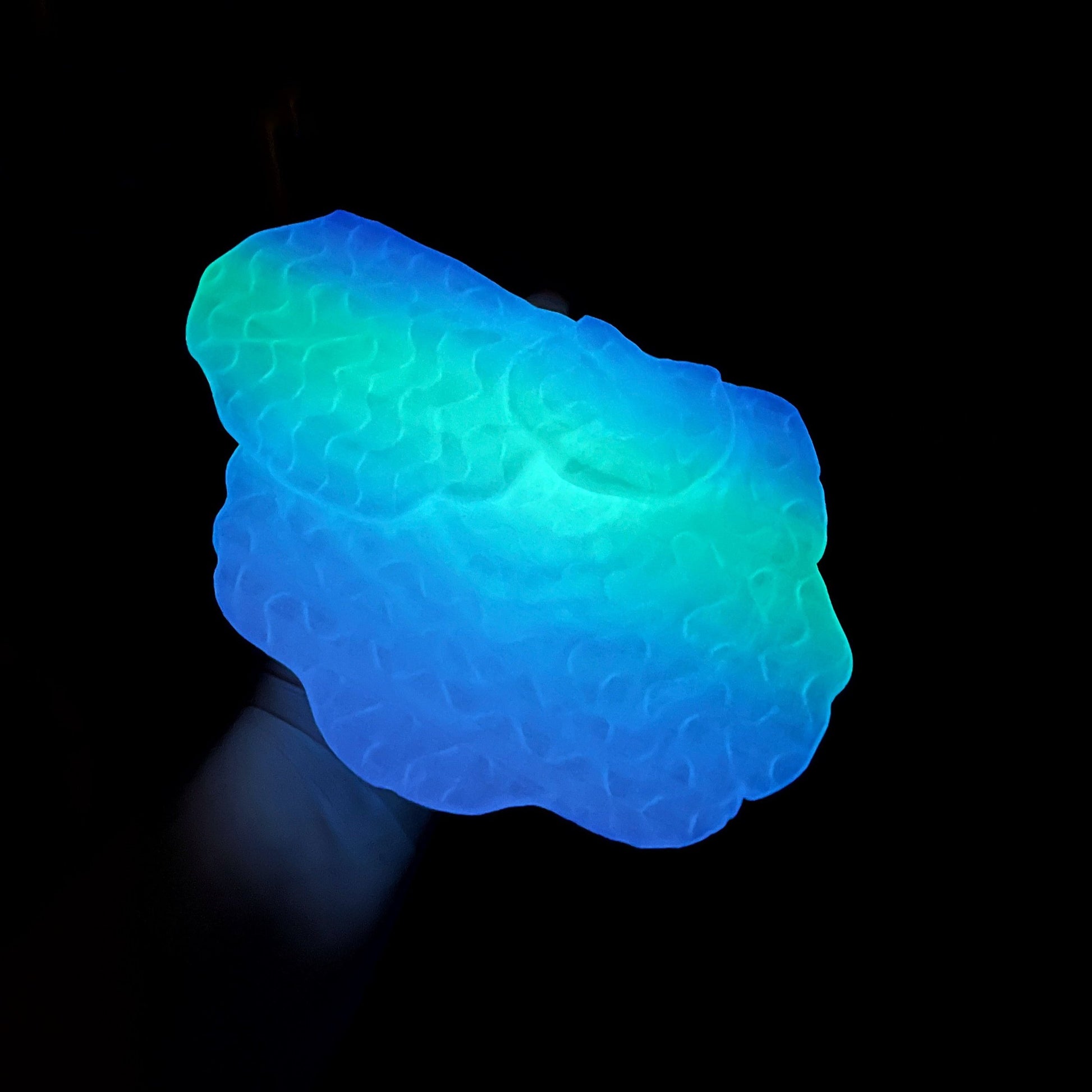 Étagère à champignons phosphorescente Gibbosa Fungus