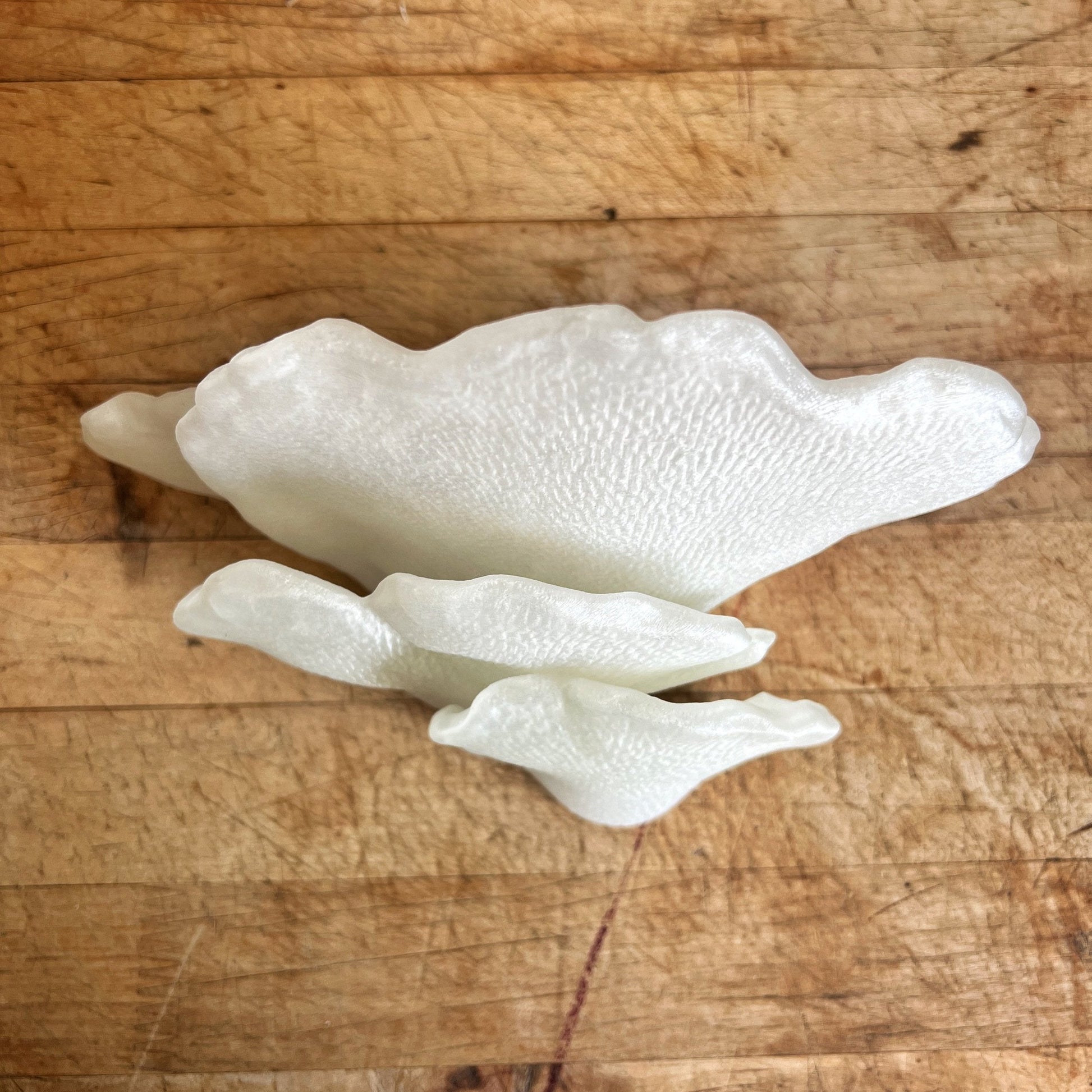 Étagère à champignons phosphorescente Gibbosa Fungus, jolie décoration cottagecore