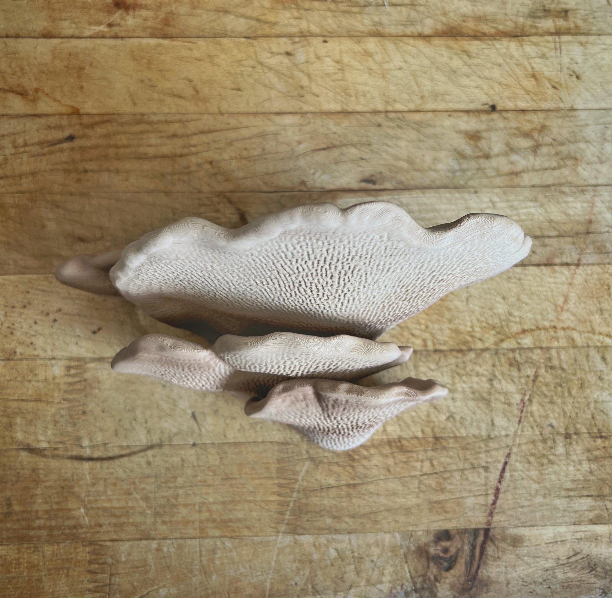 Étagère à champignons phosphorescente Gibbosa Fungus