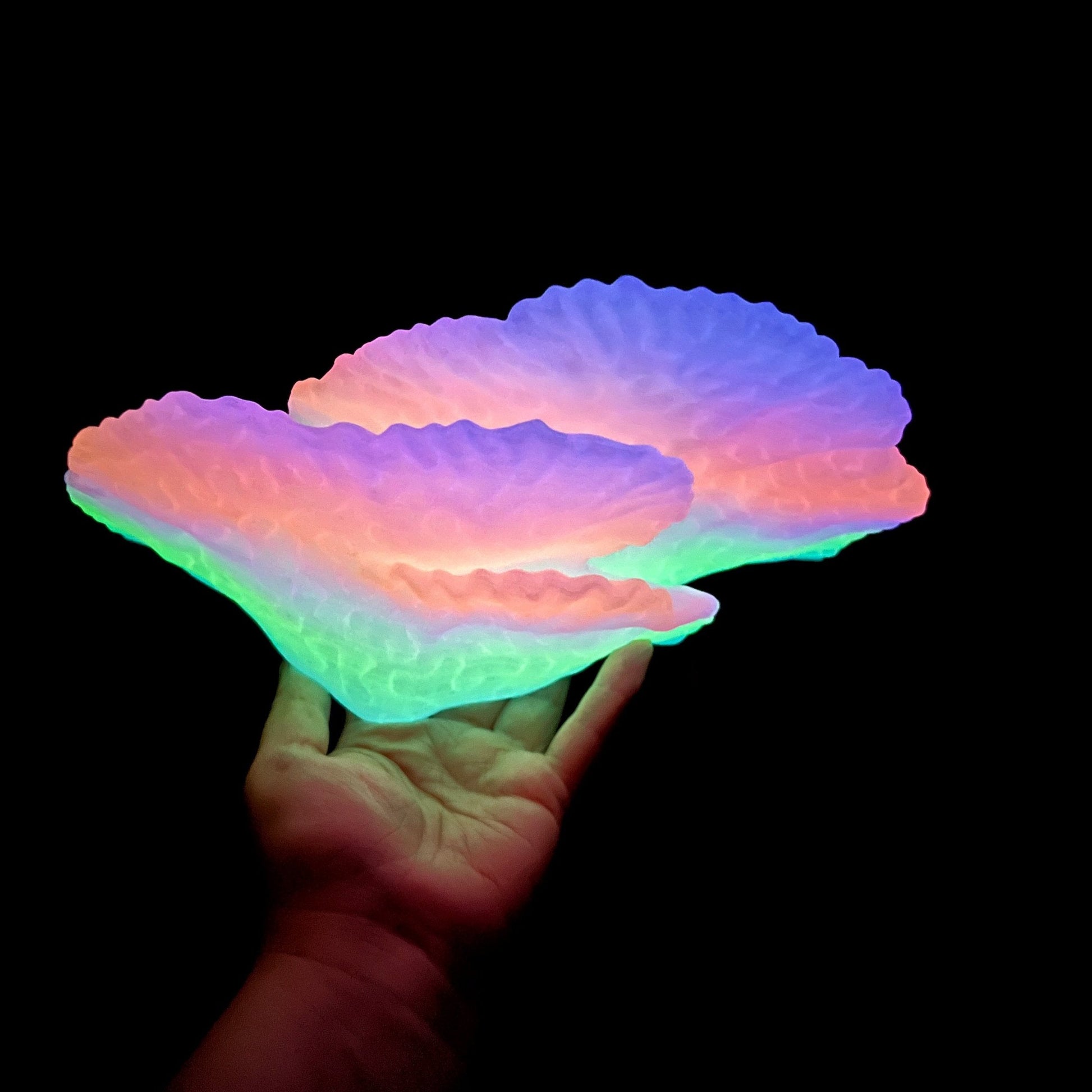 Étagère de corail flottante phosphorescente « Montipora Capricornis » « Lot complet »