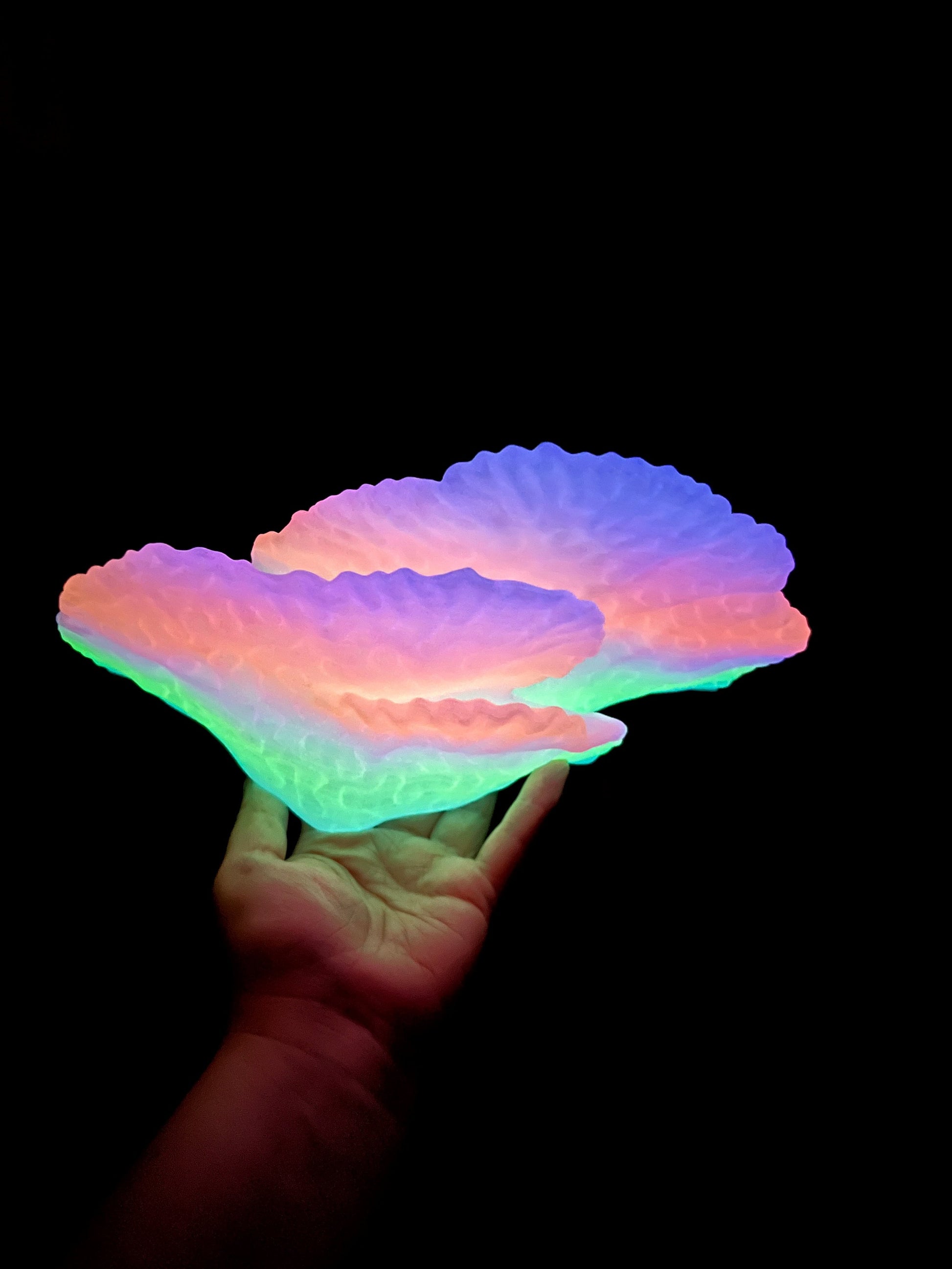 Étagère de corail flottante phosphorescente Montipora Capricornis (petite)