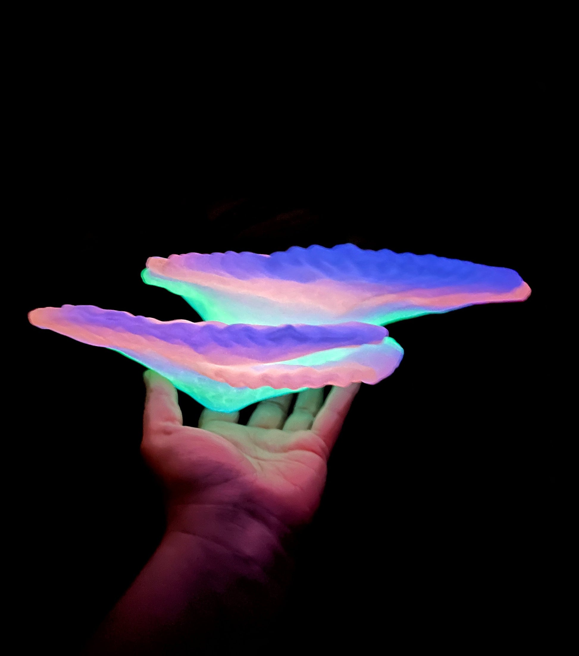 Étagère de corail flottante phosphorescente Montipora Capricornis (petite)