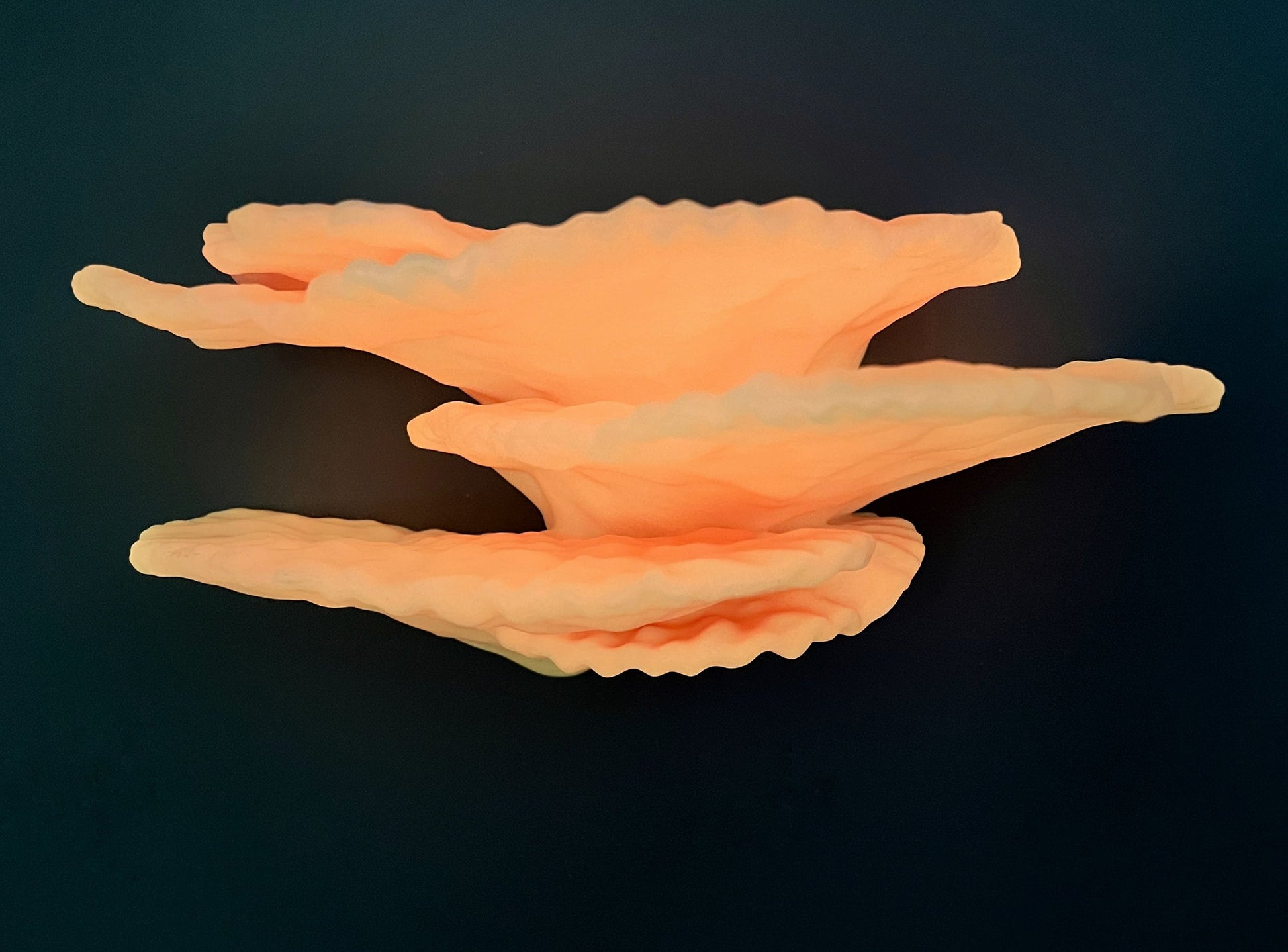 Étagère en corail flottante phosphorescente « Montipora Capricornis » de taille moyenne