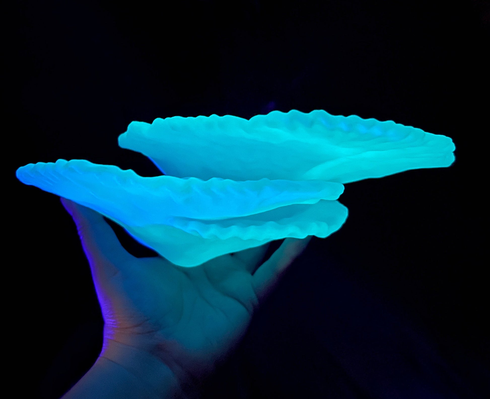 Étagère de corail flottante phosphorescente Montipora Capricornis (petite)