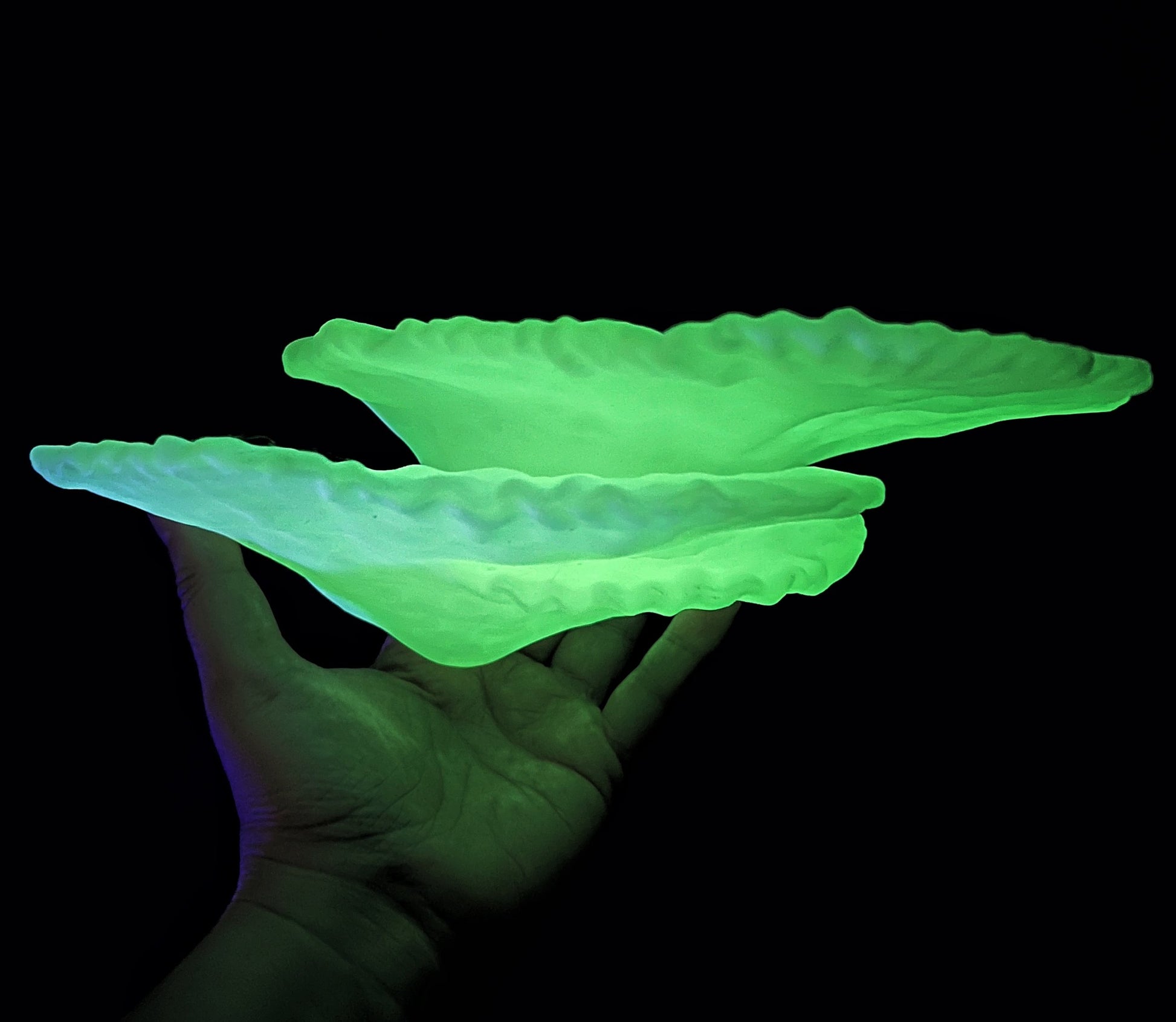 Étagère de corail flottante phosphorescente Montipora Capricornis (petite)