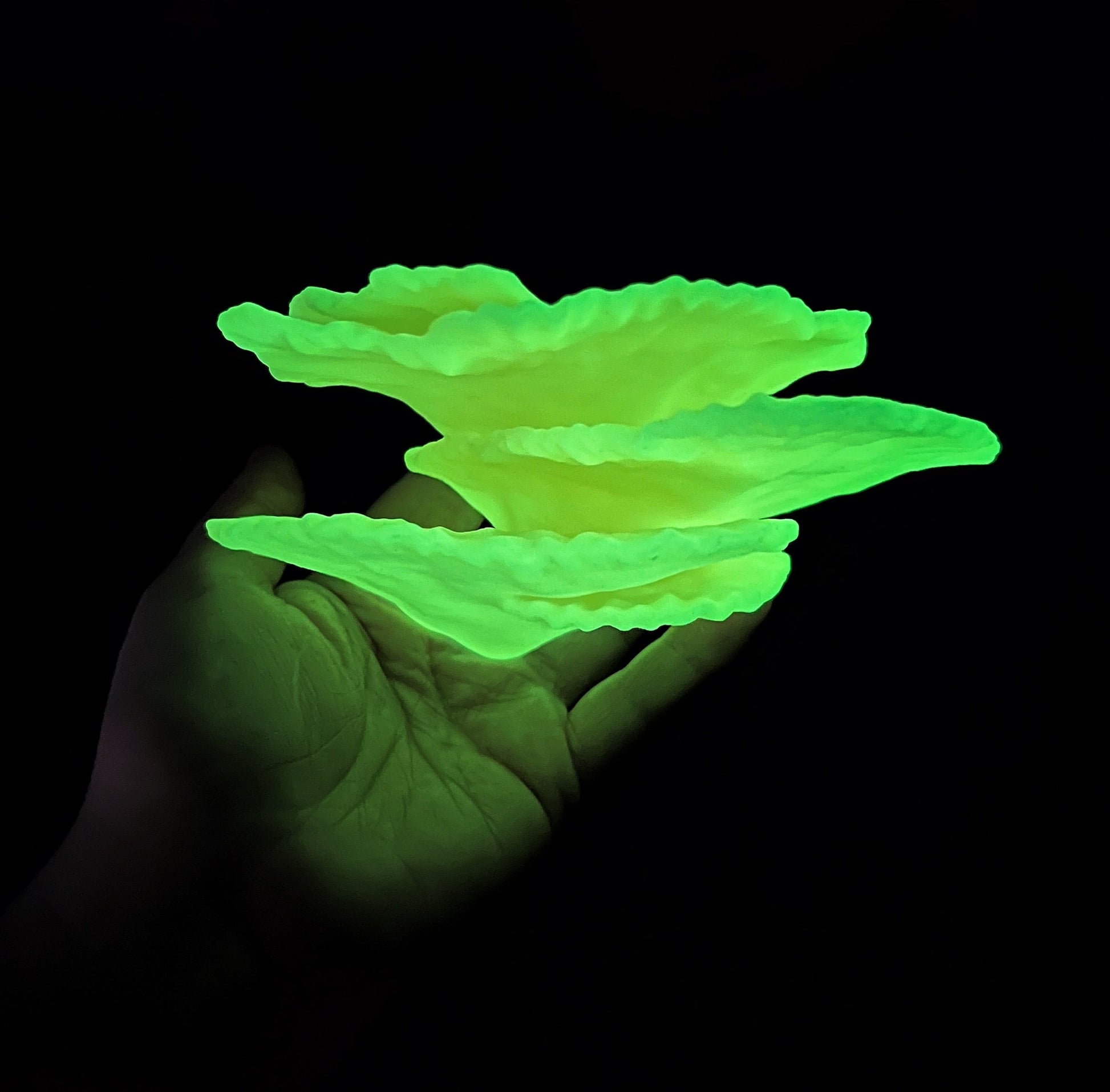 Étagère en corail flottante phosphorescente « Montipora Capricornis » de taille moyenne