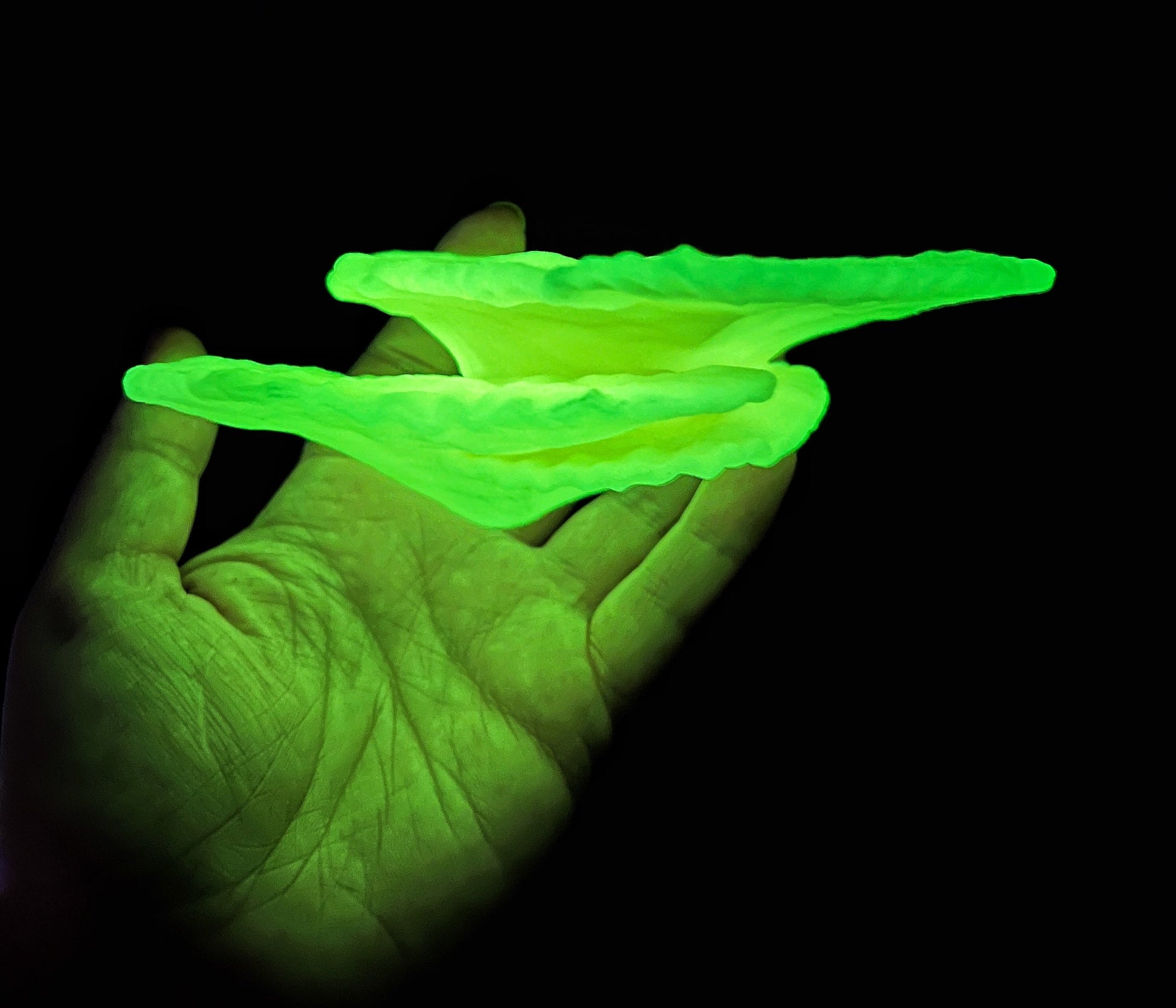 Étagère flottante phosphorescente en corail « Montipora Capricornis » (Mini lot de 3)