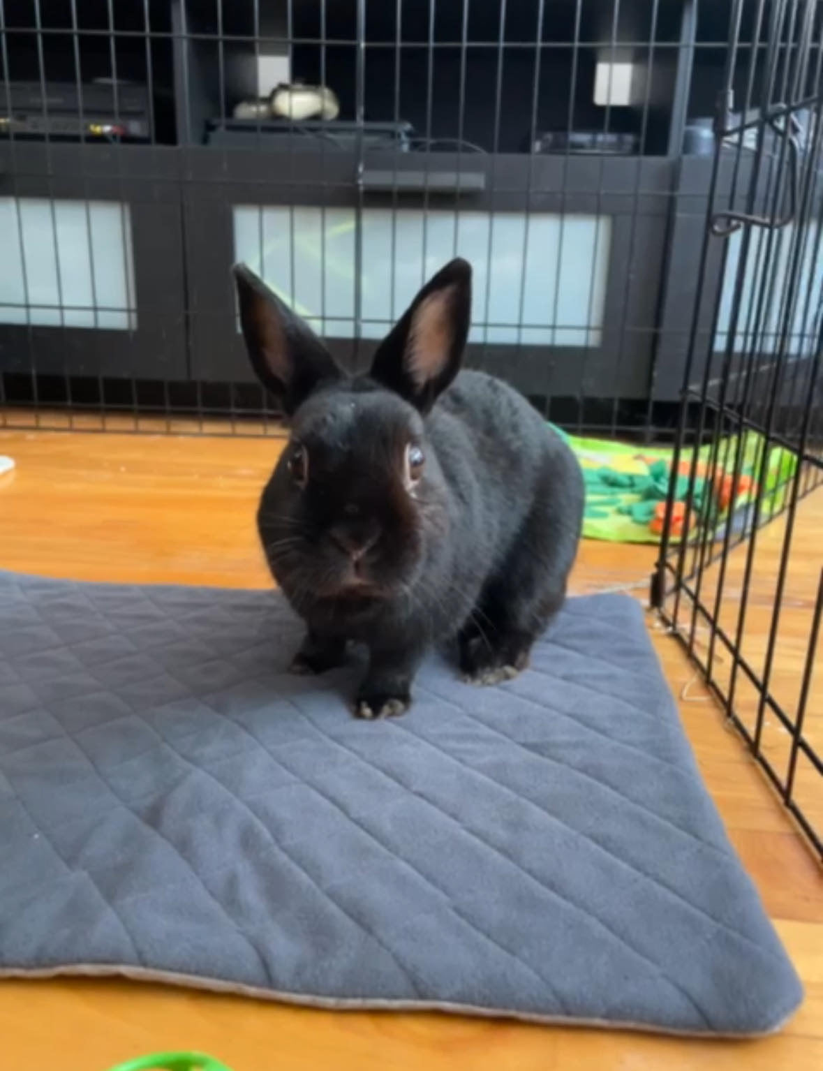 Revêtements de cage LuftPets Original pour lapins et cochons d'Inde, pour cages MidWest