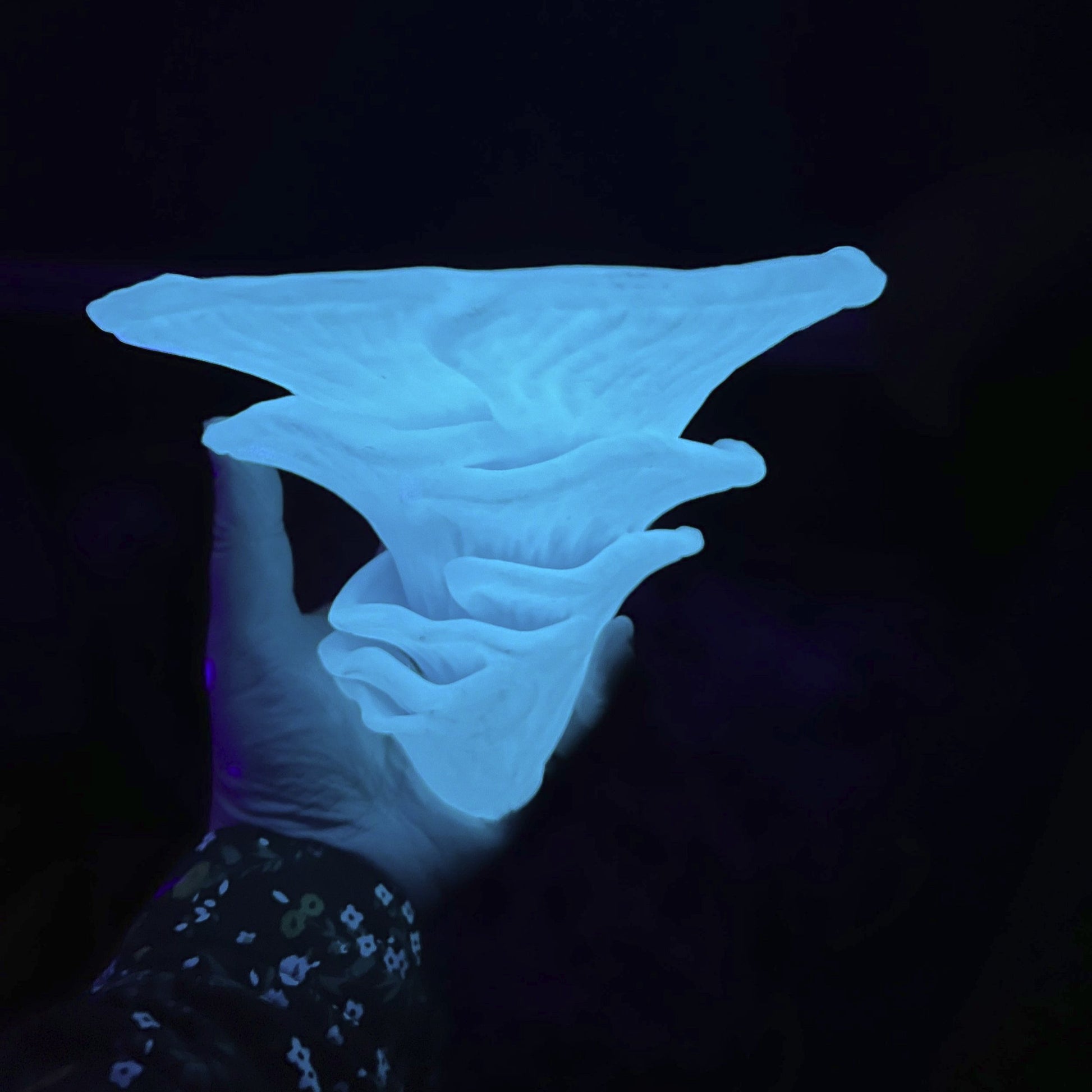 Étagère flottante à champignons DJAMOR Fugus phosphorescente