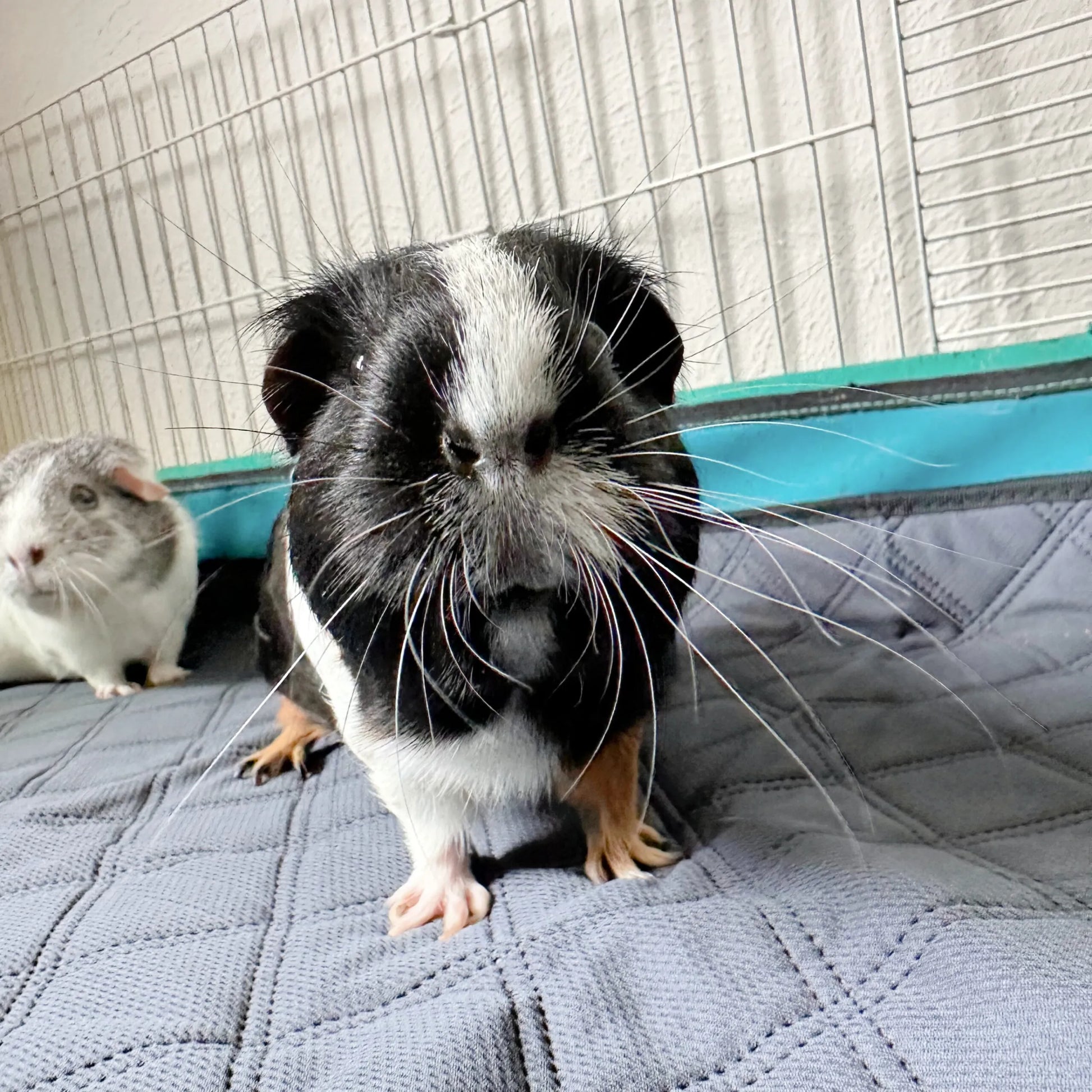 Revêtements de cage LuftPets Original pour lapins et cochons d'Inde, pour cages MidWest