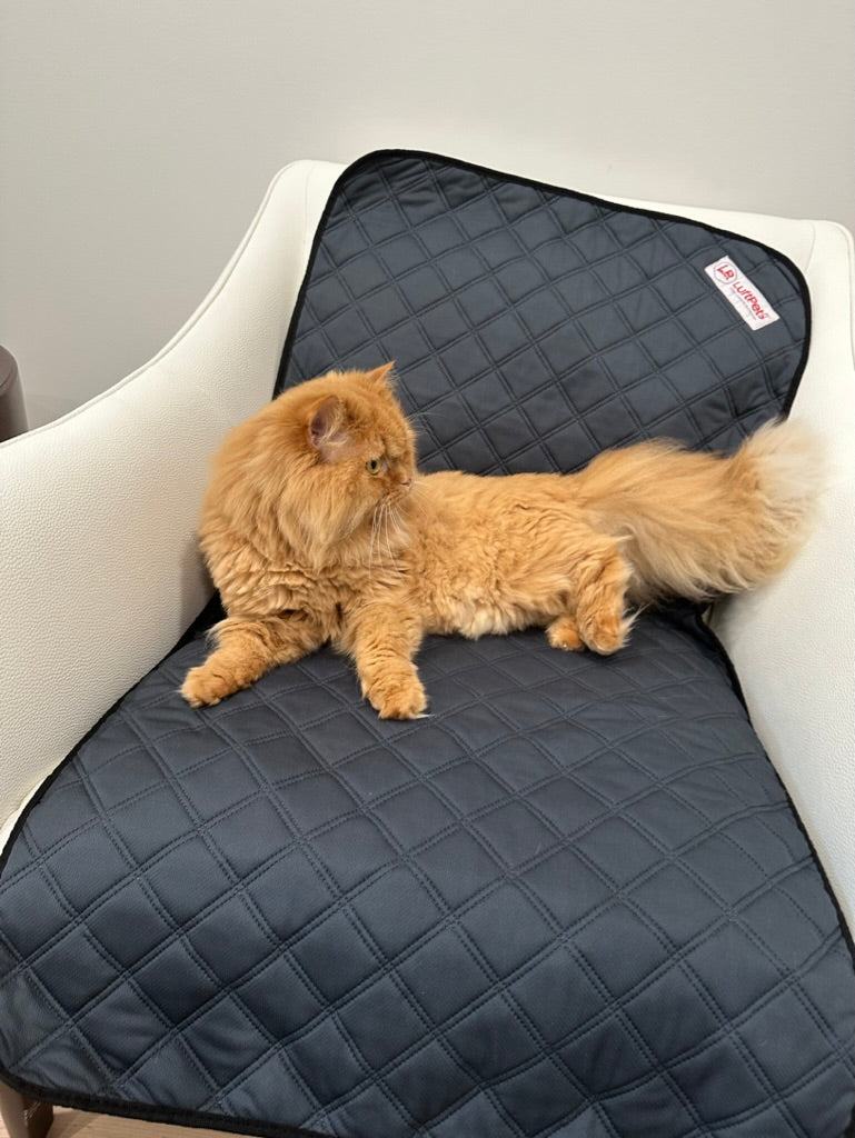 Parure de lit polaire 5 pièces pour cochon d'Inde et lapin – Parfaite pour chiens et chats