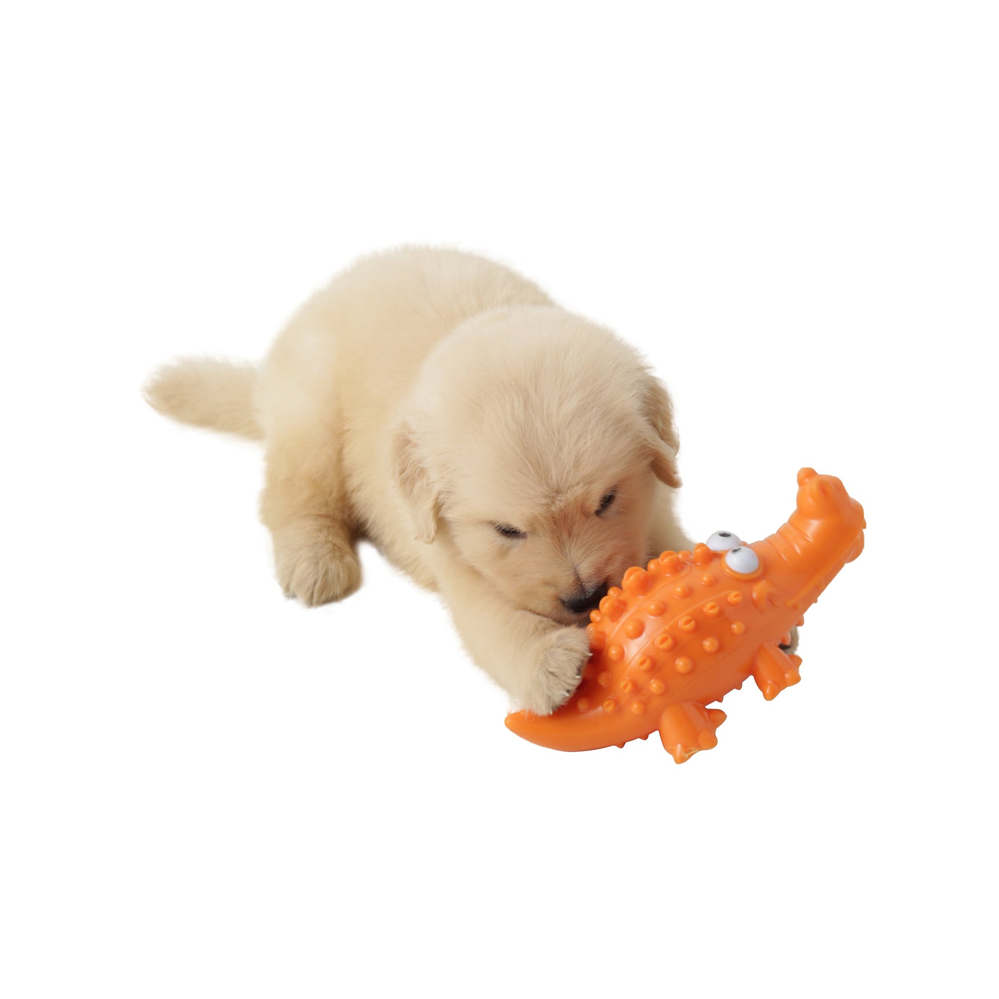 Jouet à mâcher pour chien en forme d'alligator - Couine