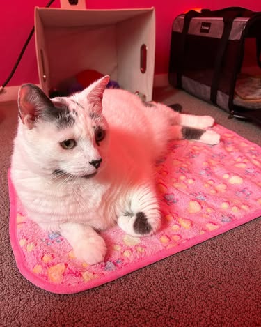 Parure de lit polaire 5 pièces pour cochon d'Inde et lapin – Parfaite pour chiens et chats