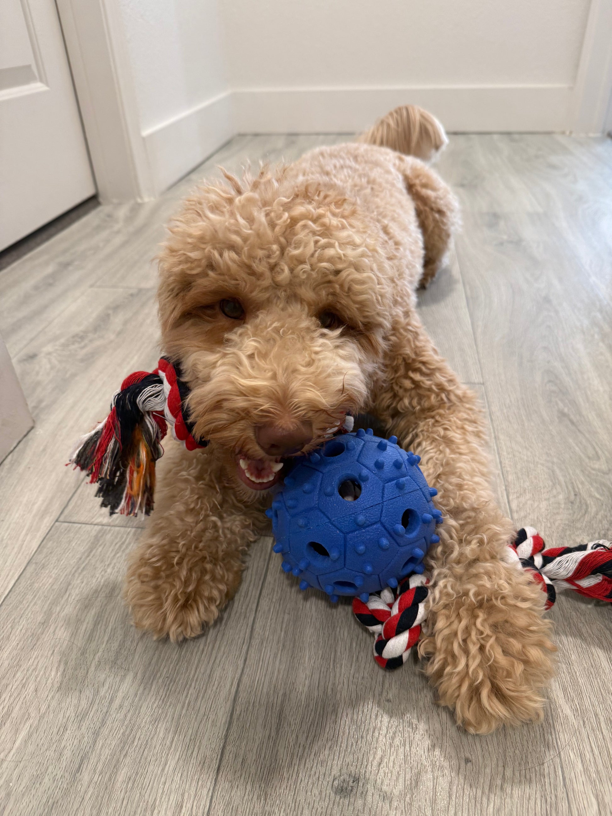 Jouet à mâcher pour chien avec corde à tirer et distributeur de friandises, balle en caoutchouc