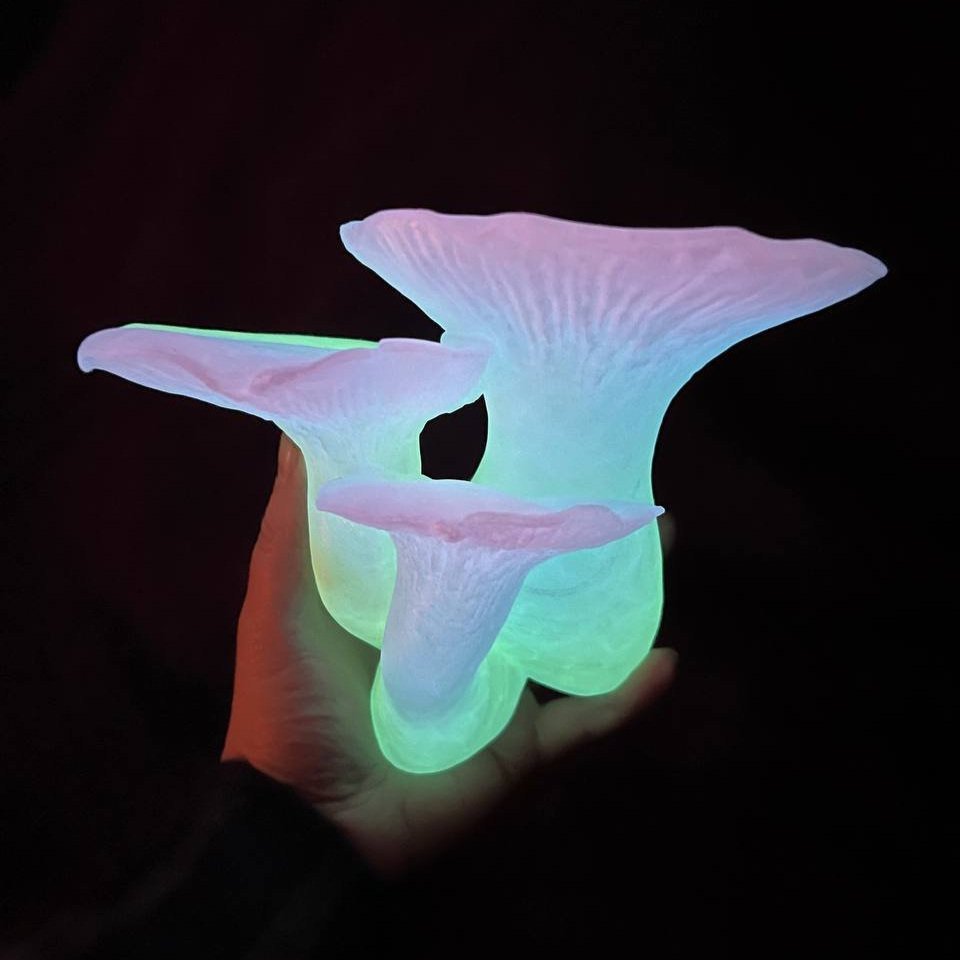 Étagère flottante pour champignons King Oyster de taille moyenne, étagère suspendue pour plantes et bibelots Cottagecore