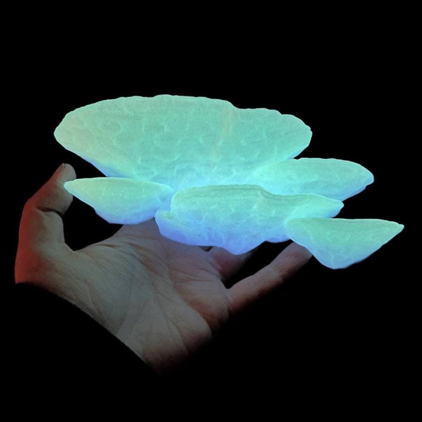 Petite étagère flottante phosphorescente en forme de champignon Trametes Pubescens