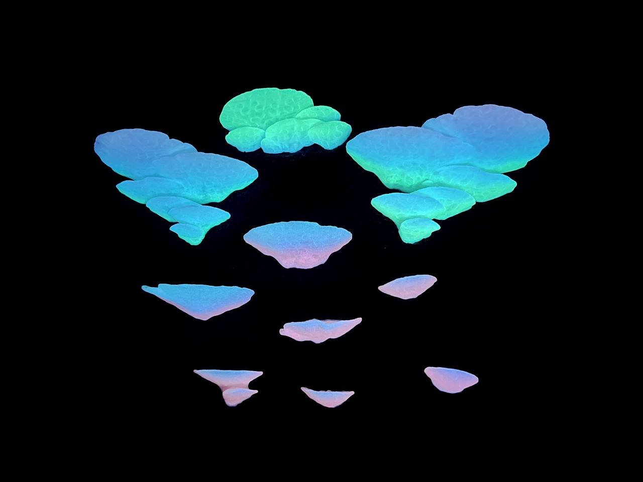 Lot de 10 étagères flottantes phosphorescentes pour champignons Trametes Pubescens