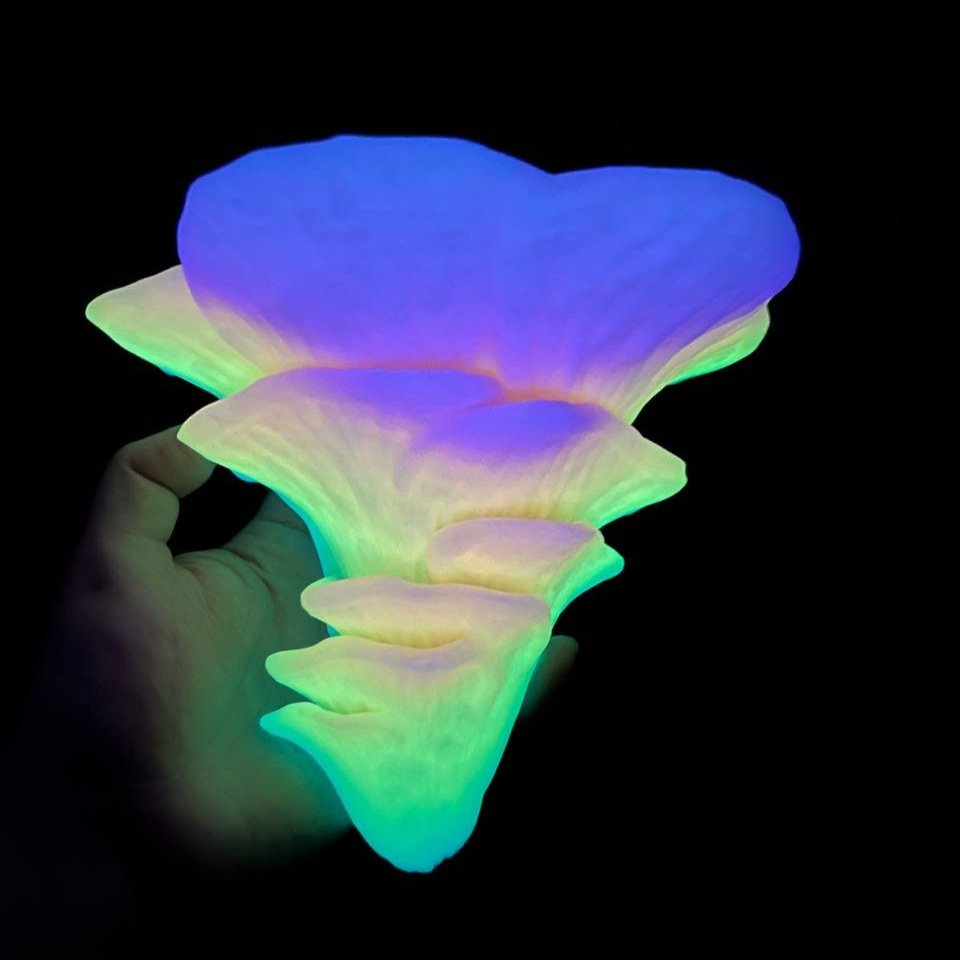 Étagère flottante à champignons DJAMOR Fugus phosphorescente