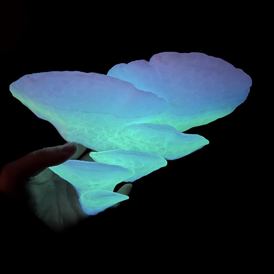 Étagère flottante moyenne phosphorescente en forme de champignon Trametes Pubescens