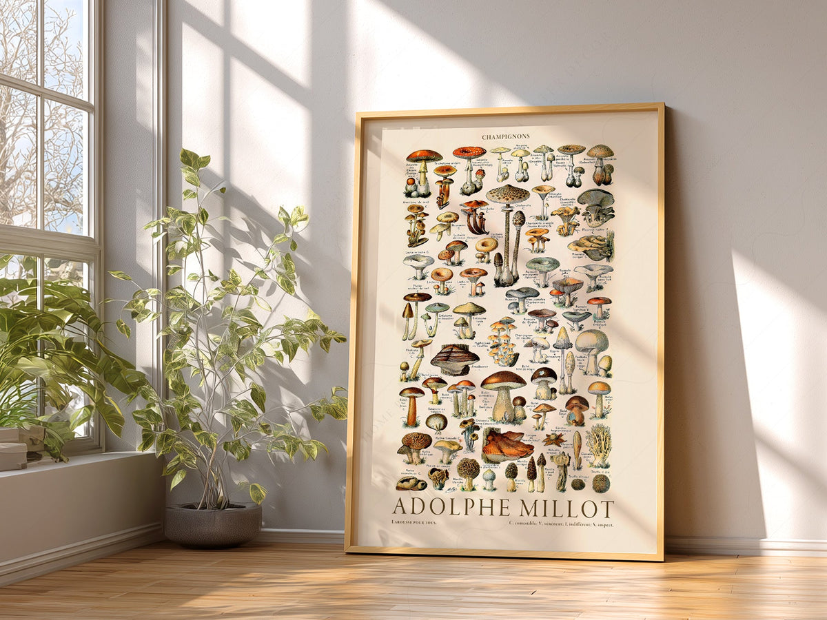 Adolphe Millot Champignons Mushroom Print – Vintage Botanical Poster