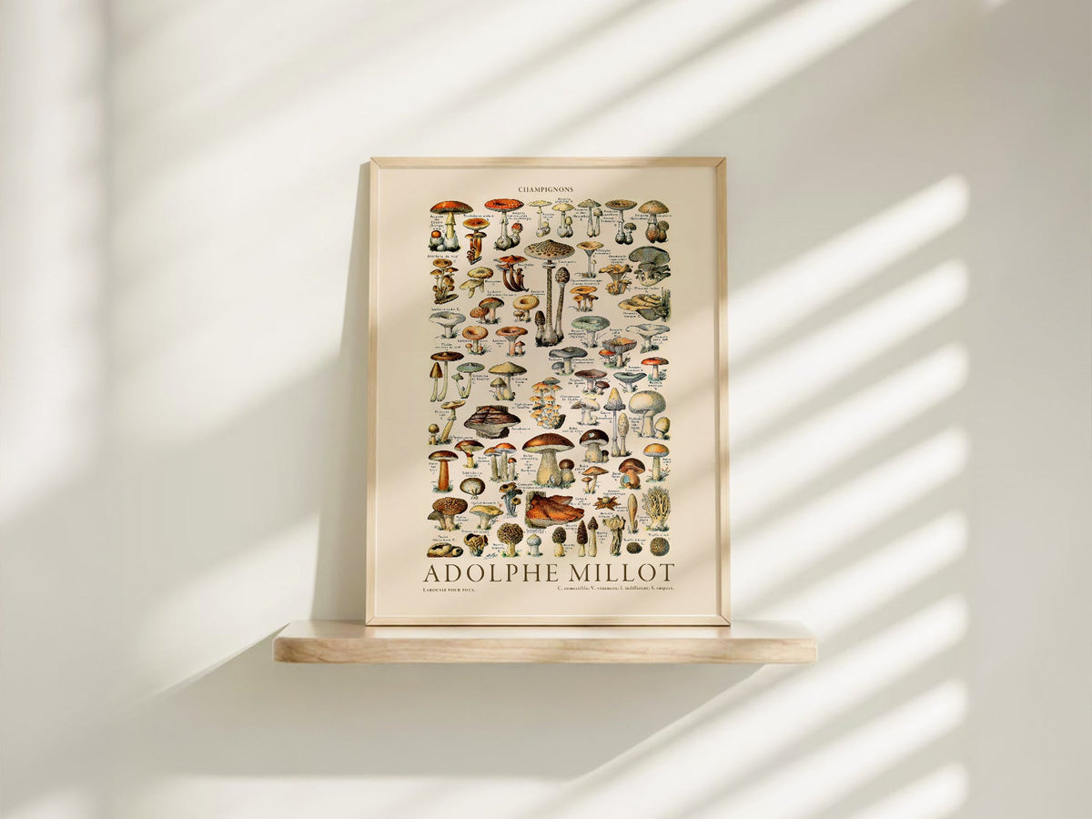 Adolphe Millot Champignons Mushroom Print – Vintage Botanical Poster