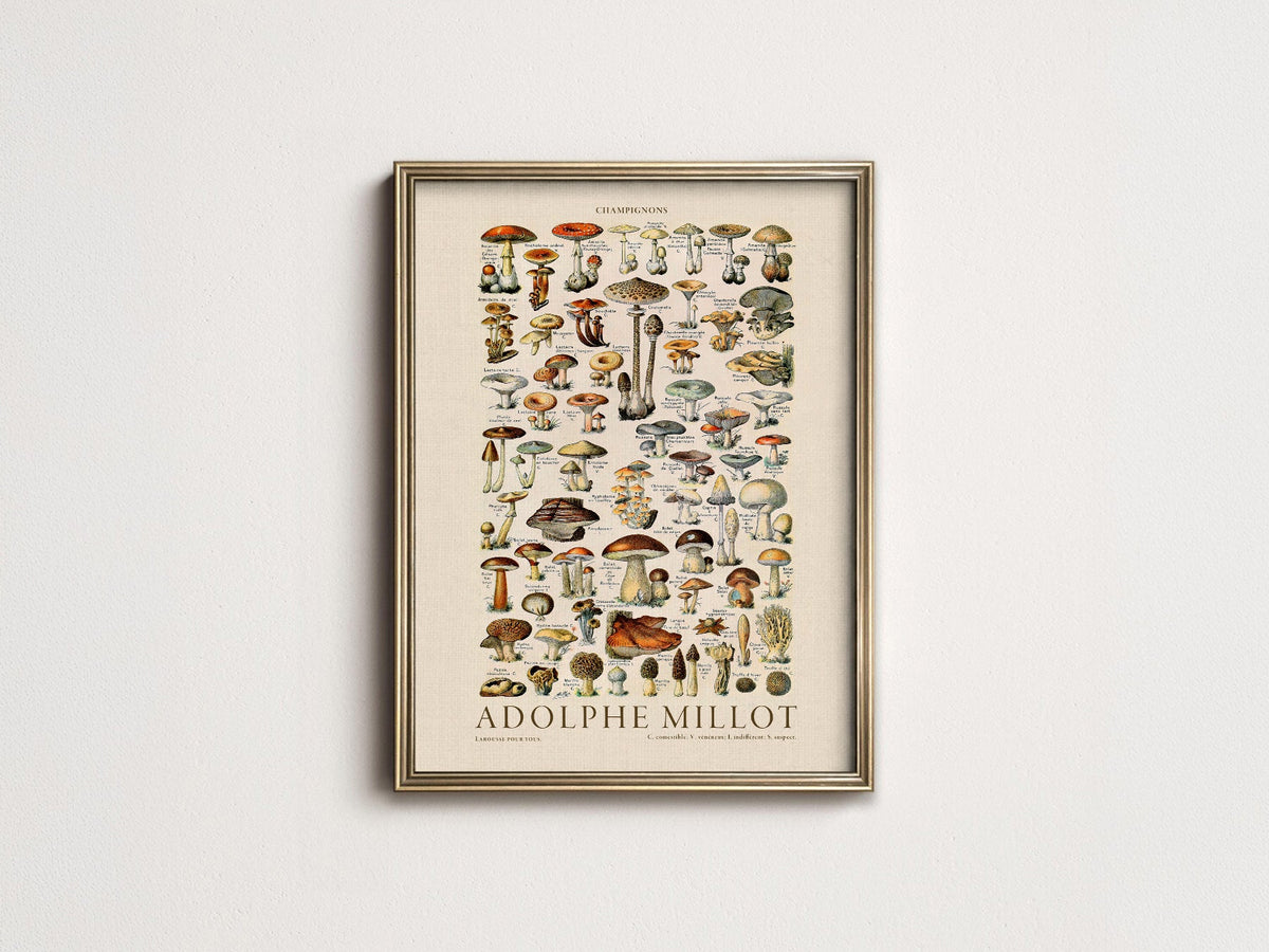 Adolphe Millot Champignons Mushroom Print – Vintage Botanical Poster