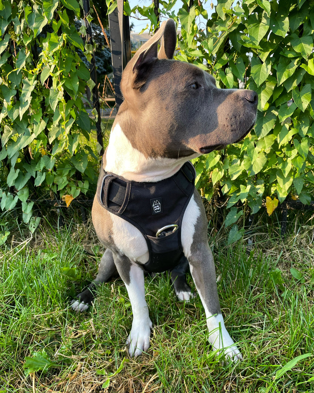 Harnais robuste pour tous les jours - Noir