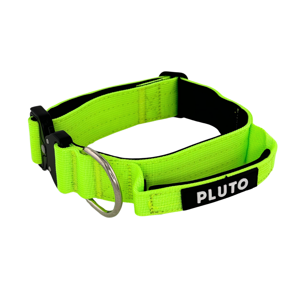 Collier pour chien robuste