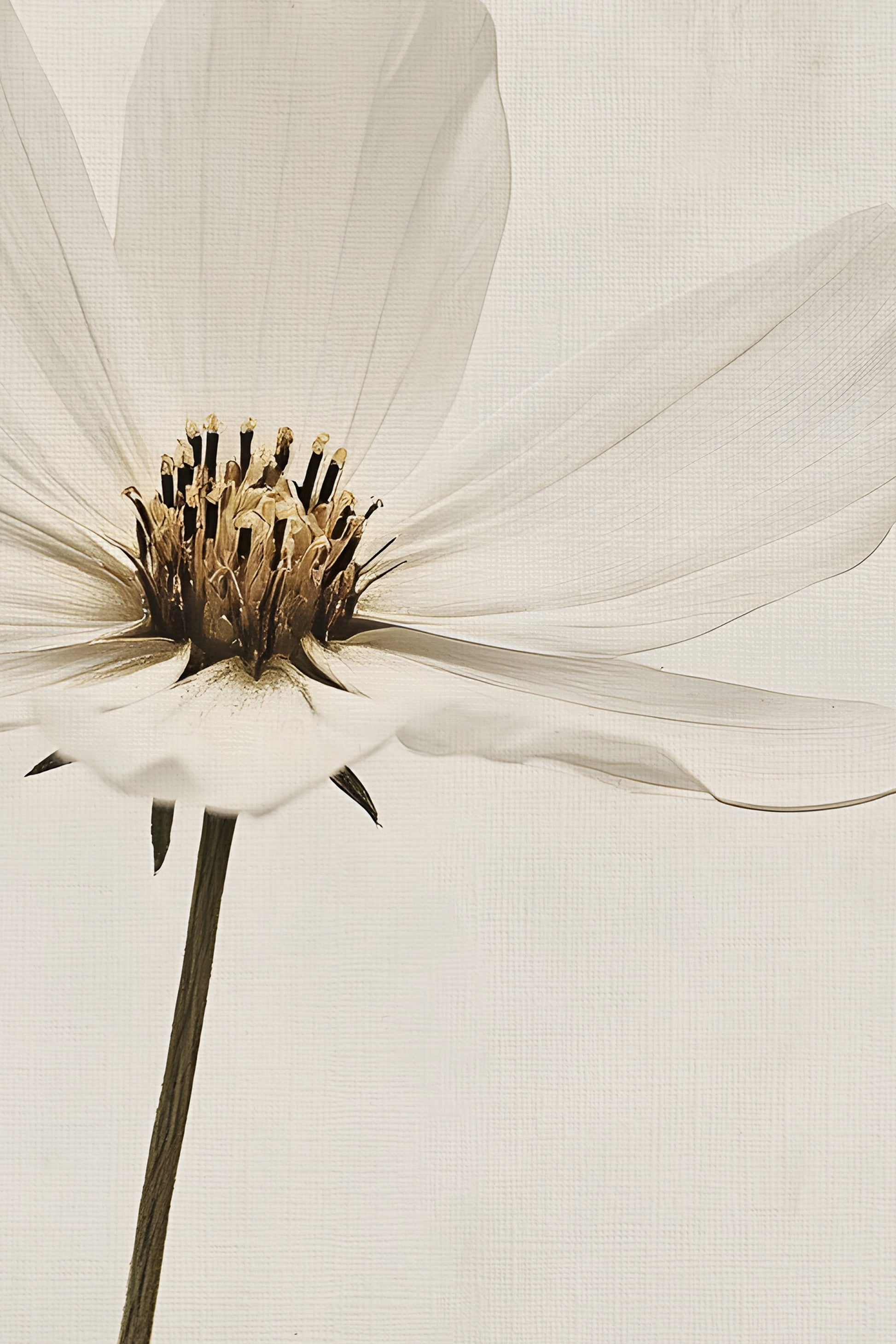 Ivory Petal, Vintage Silver Frame