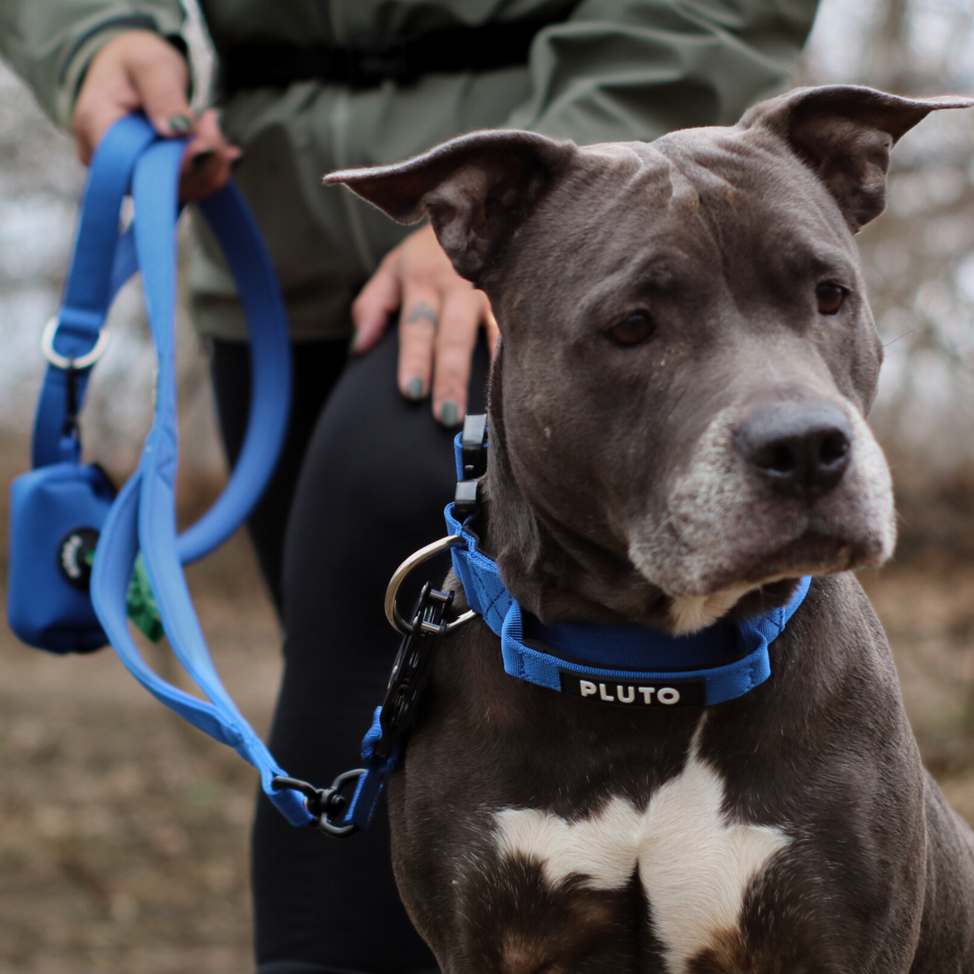 Ensemble laisse et collier pour chien très résistant