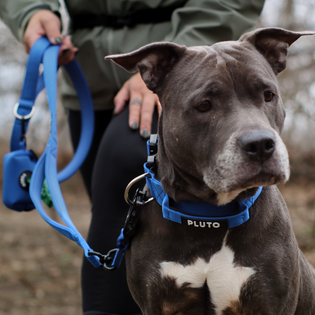 Ensemble laisse et collier pour chien très résistant