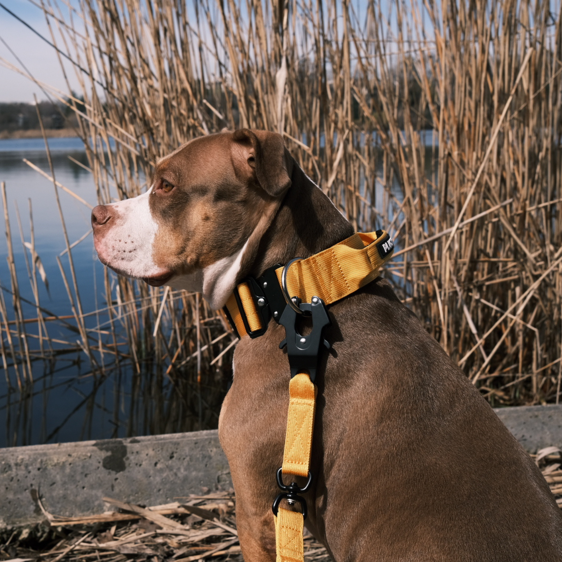 Ensemble laisse et collier pour chien très résistant