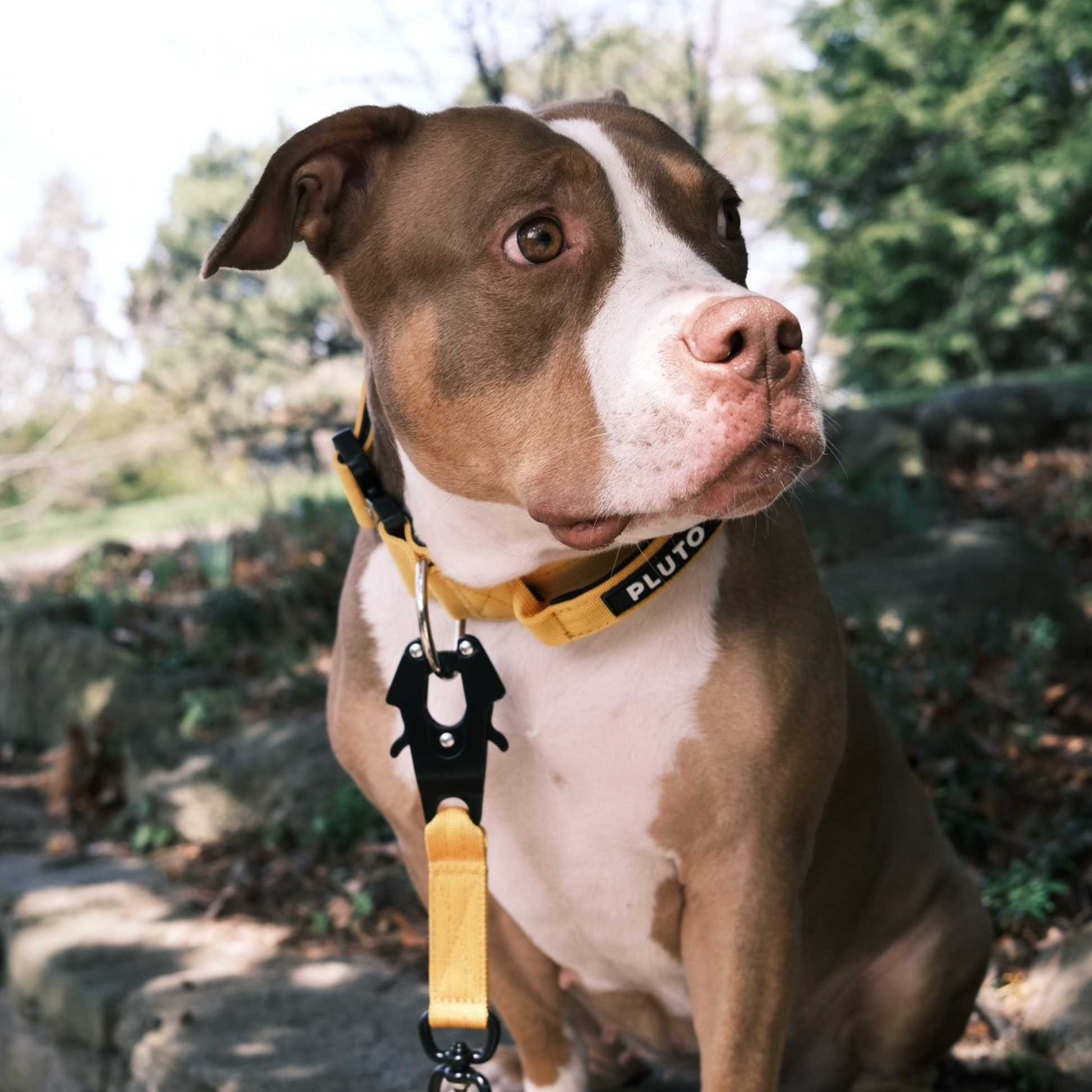 Ensemble laisse et collier pour chien très résistant