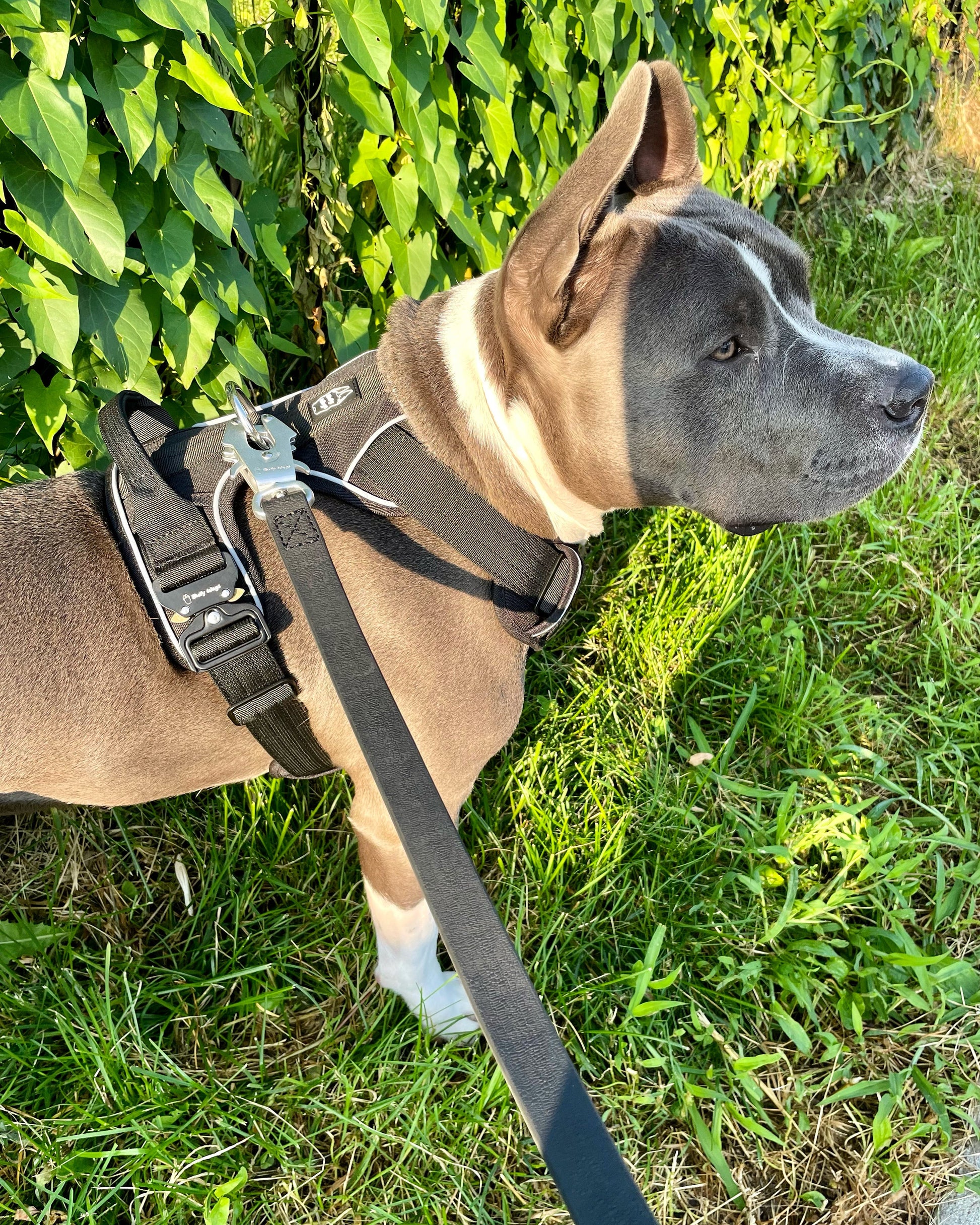 Harnais robuste pour tous les jours - Noir