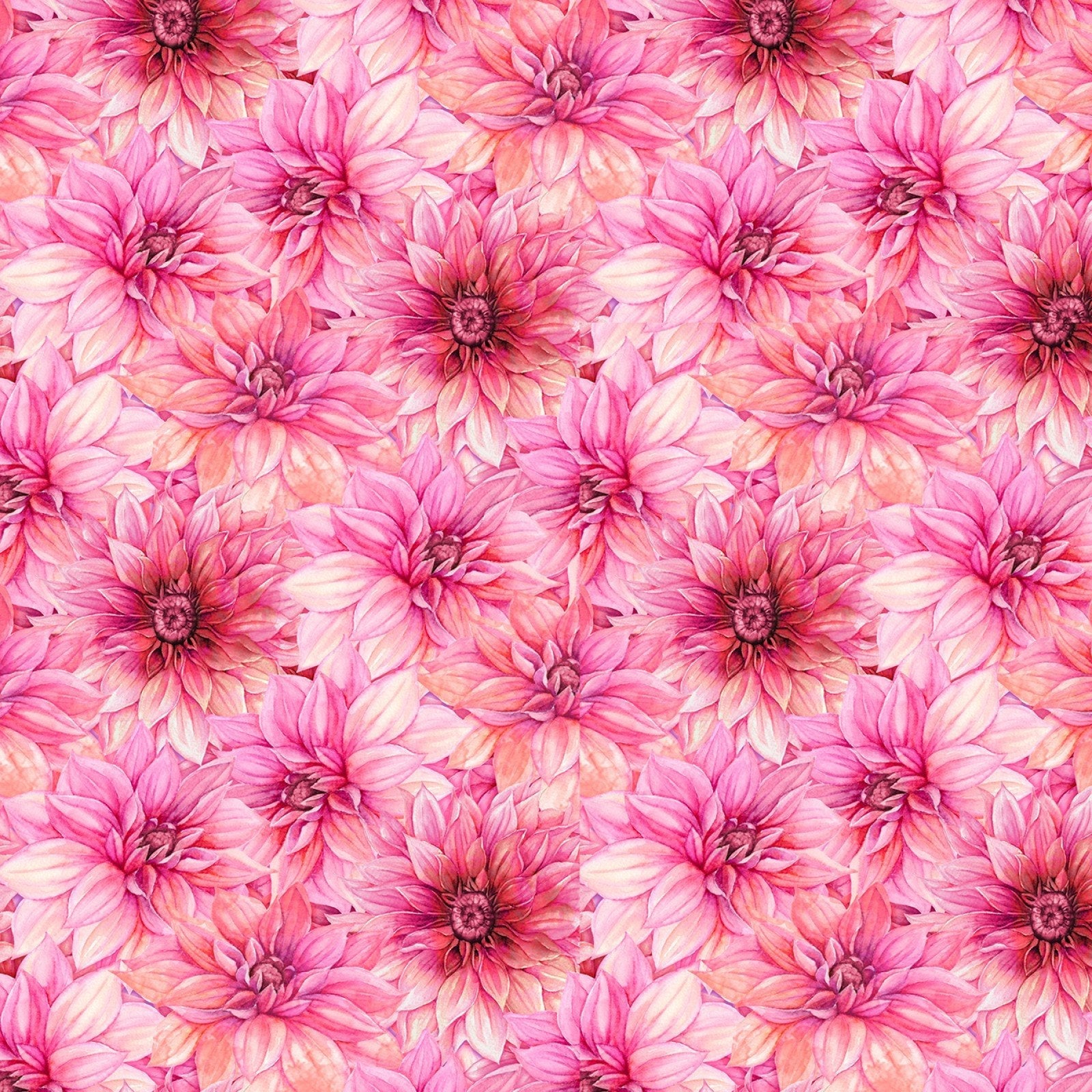 Cador - Nancy Mink - En fleurs - Rose