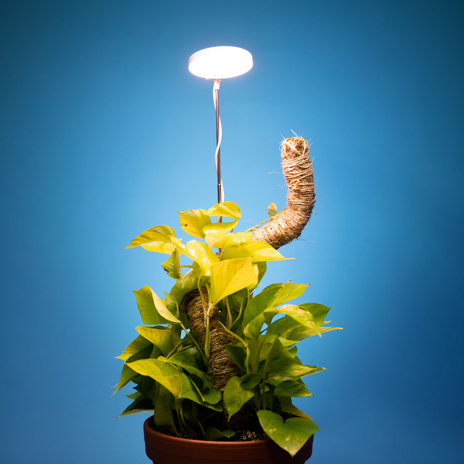 The Original Bendable Moss Pole™ - Best Seller (Pins Included)