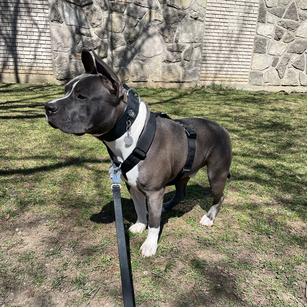 Harnais d'aventure à sangle en Y - Noir