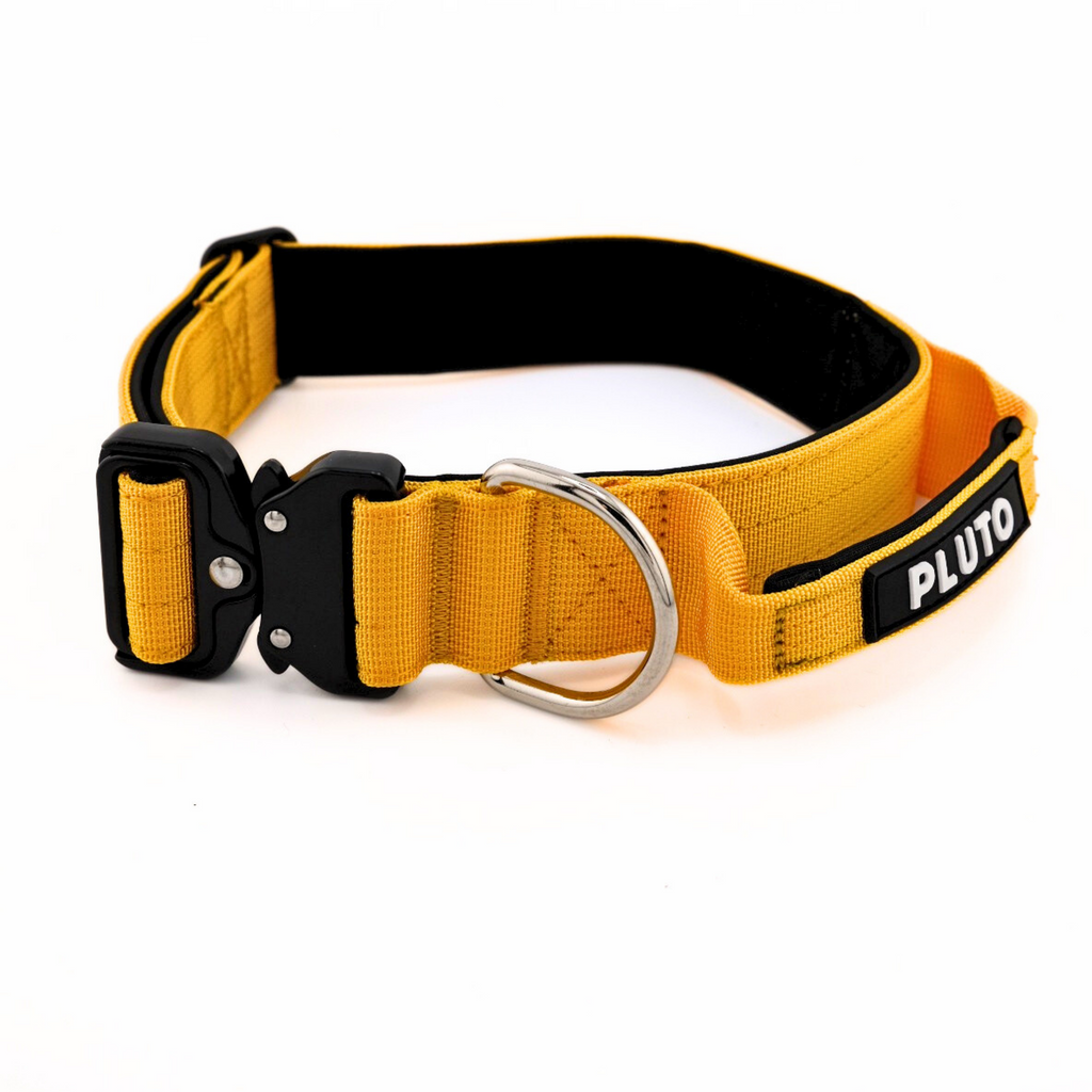 Collier pour chien robuste