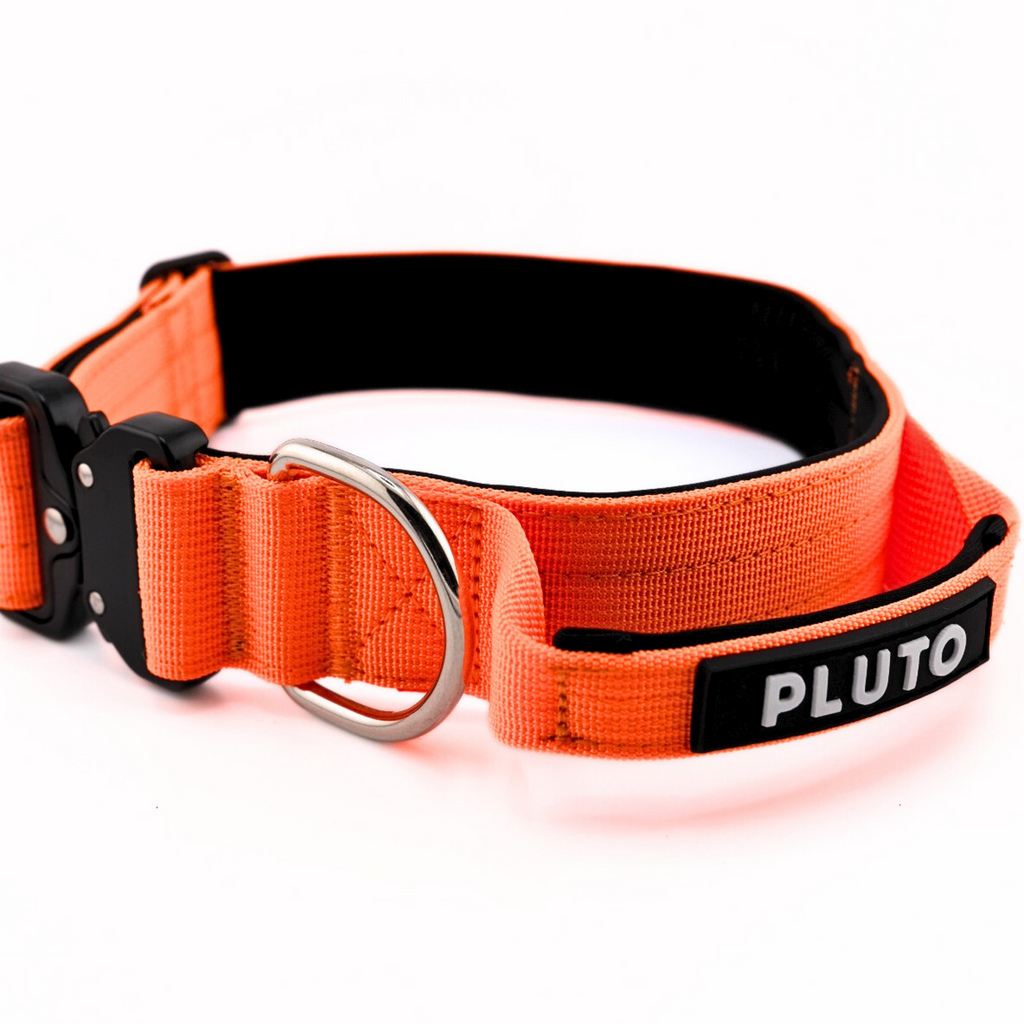 Collier pour chien robuste