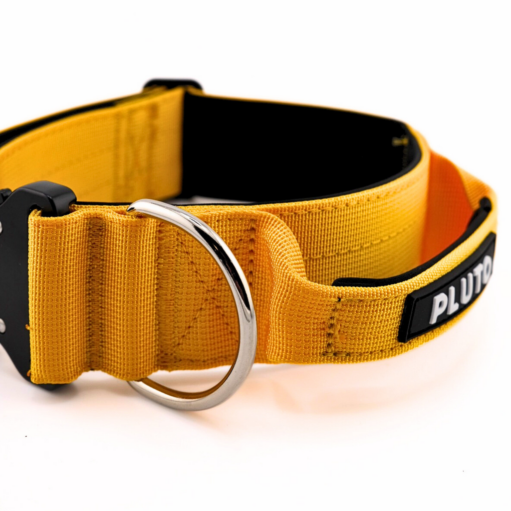 Collier pour chien robuste