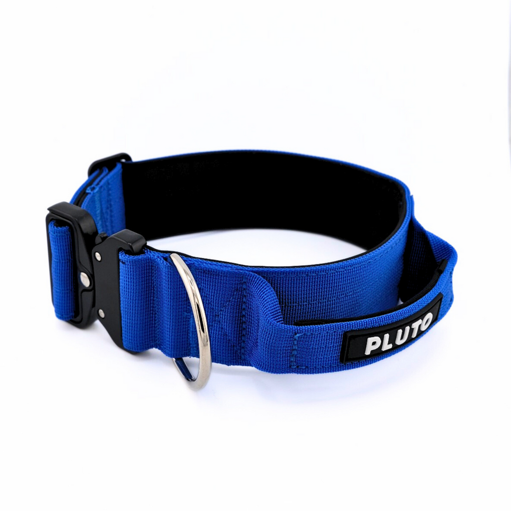 Collier pour chien robuste
