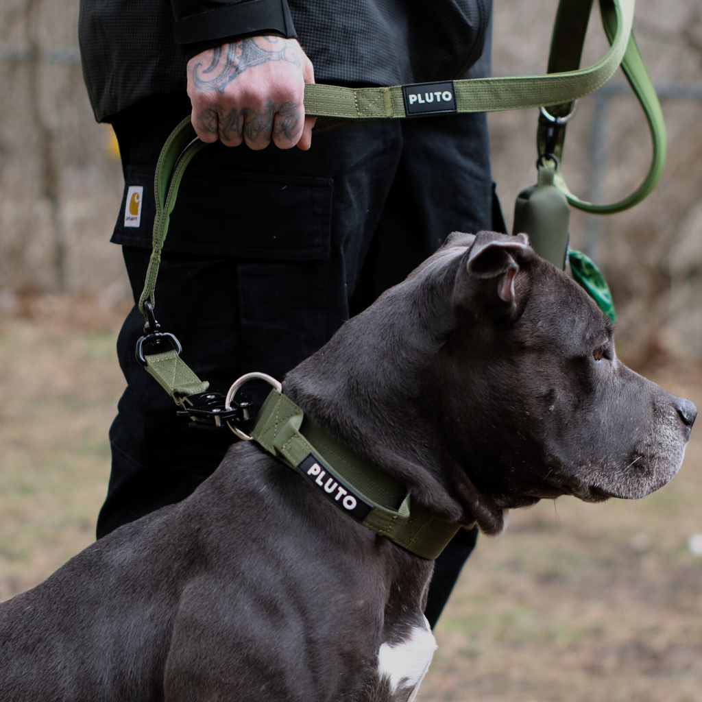 Ensemble laisse et collier pour chien très résistant