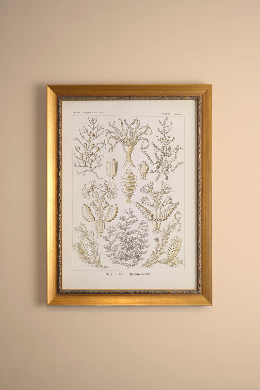 Marine Essence, Vintage Frame Gold