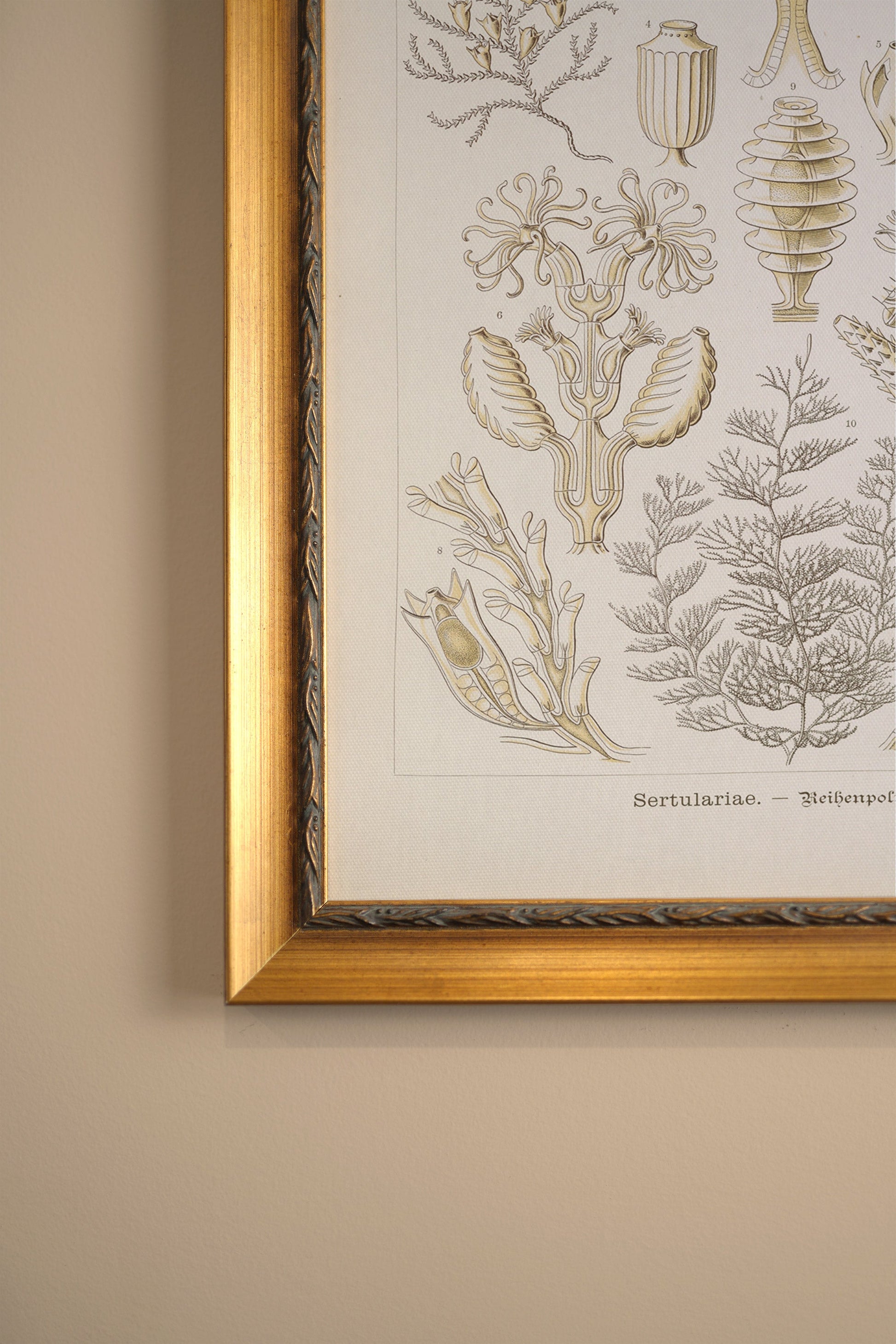 Marine Essence, Vintage Frame Gold