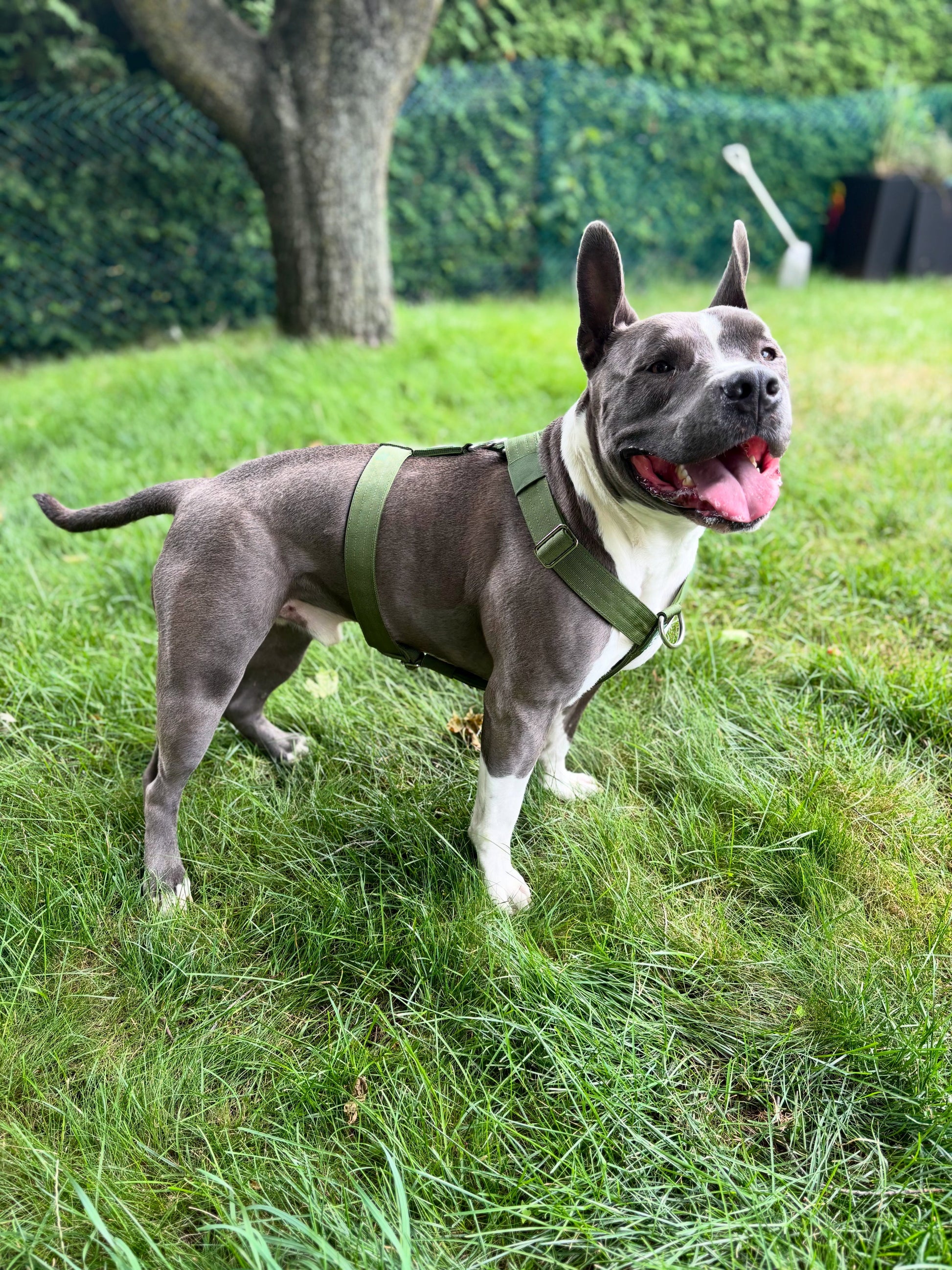 Harnais d'aventure à sangle en Y - Vert cactus